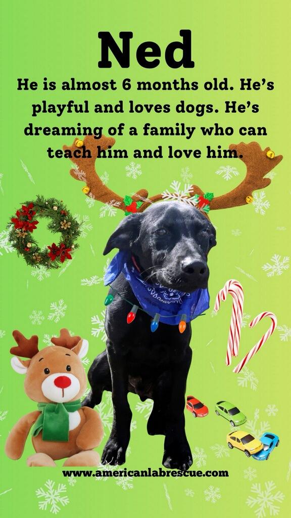 Ned , a Adoptable mixed breed in Willington, CT image 2/6