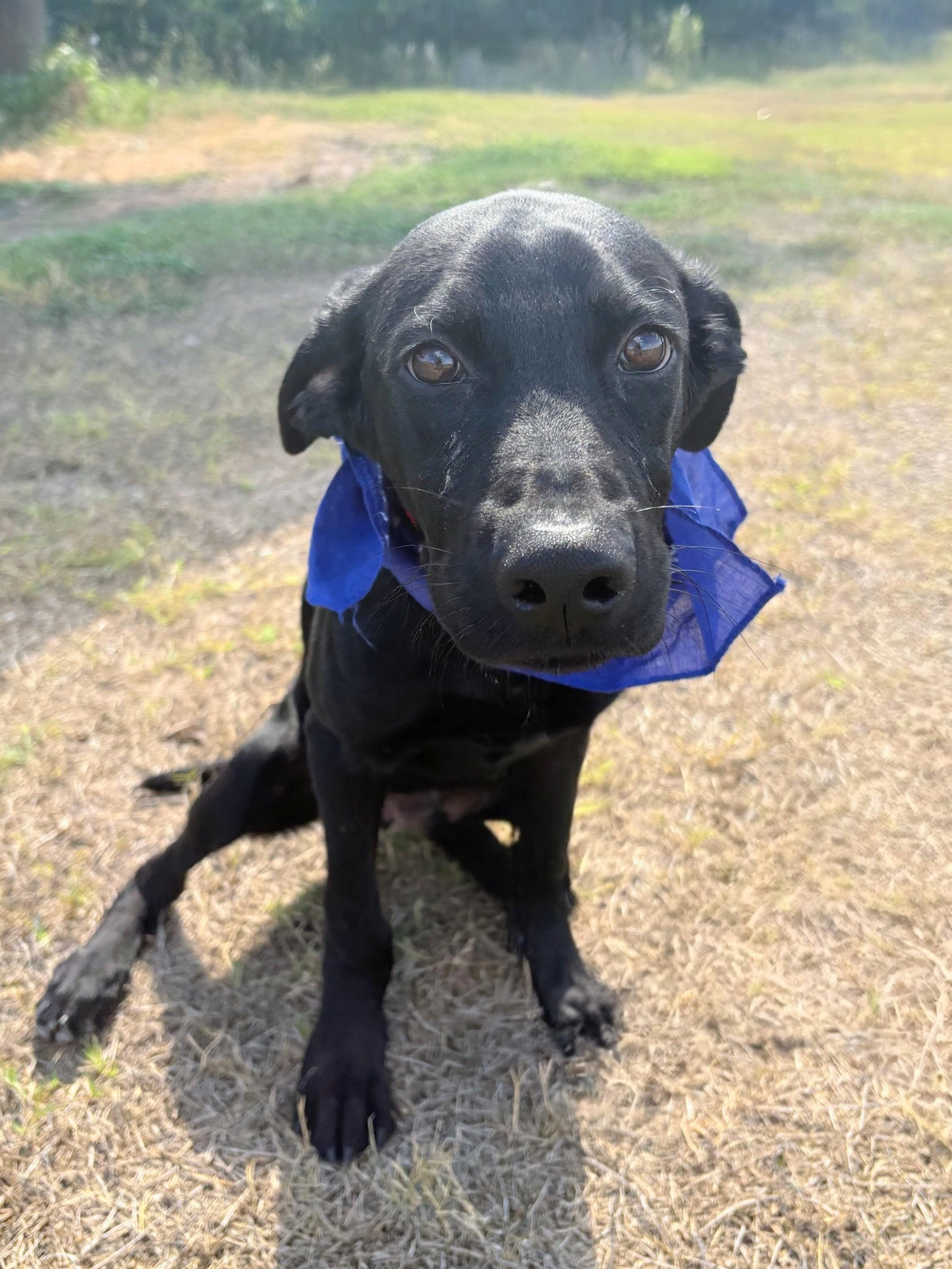 Ned , a Adoptable mixed breed in Willington, CT image 1/6