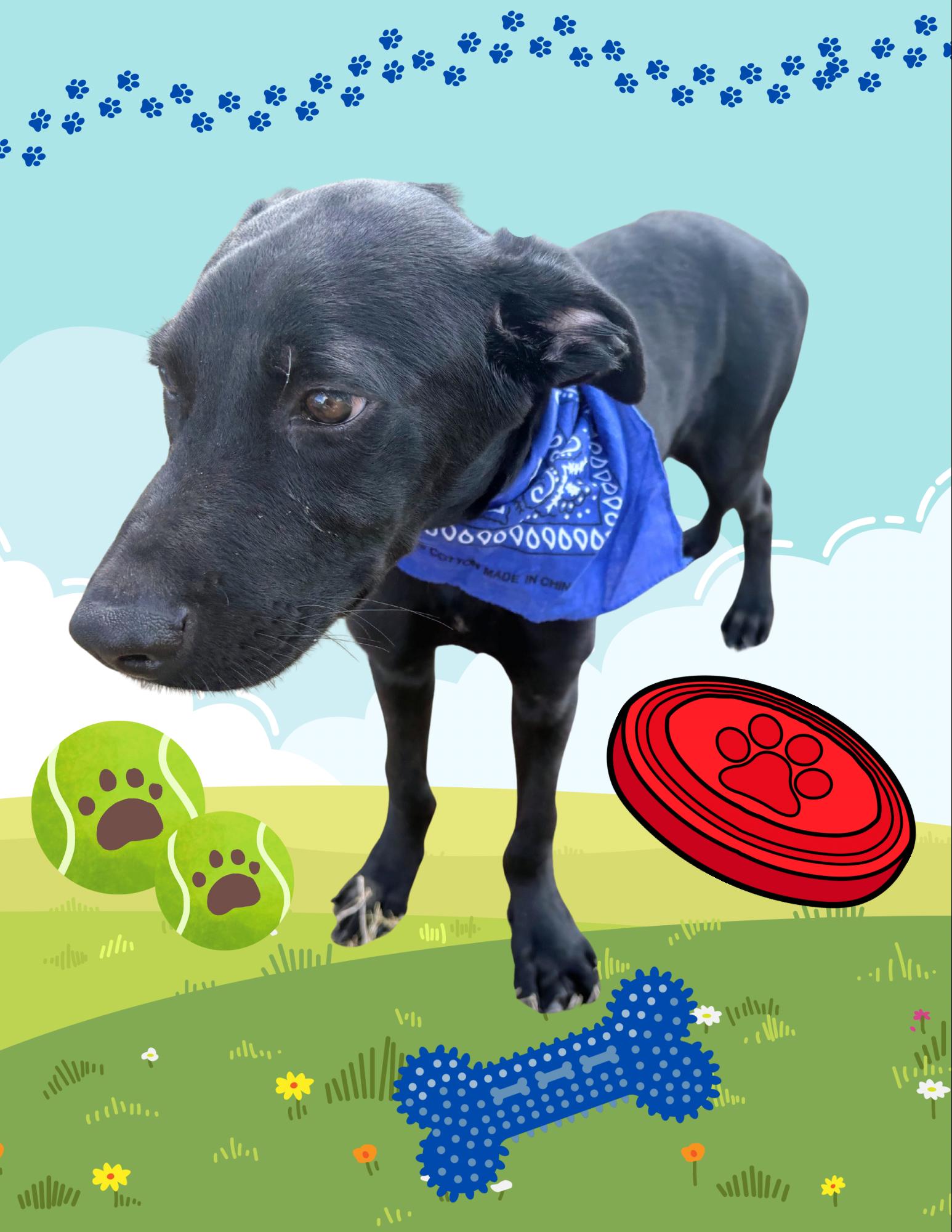 Ned , a Adoptable mixed breed in Willington, CT image 6/6