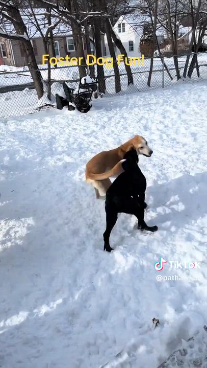 Enlarge Ned - Fostered in CT, a Adoptable mixed breed in Willington, CT video 6/6