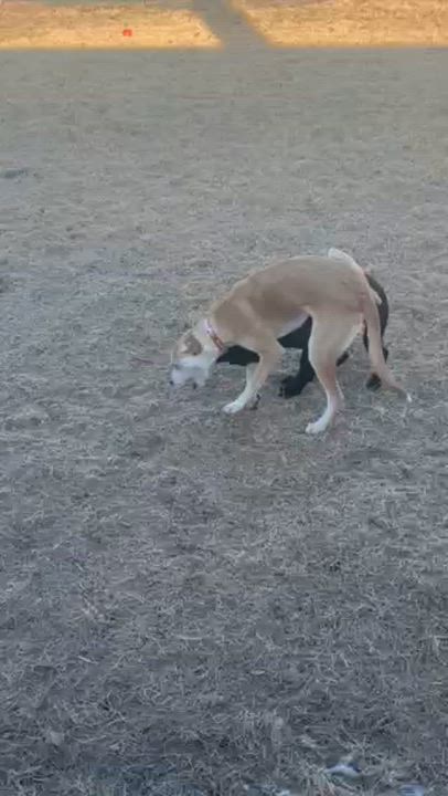 Enlarge Ned - Fostered in CT, a Adoptable mixed breed in Willington, CT video 3/6