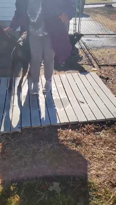 Enlarge Ned , a Adoptable mixed breed in Willington, CT video 3/6