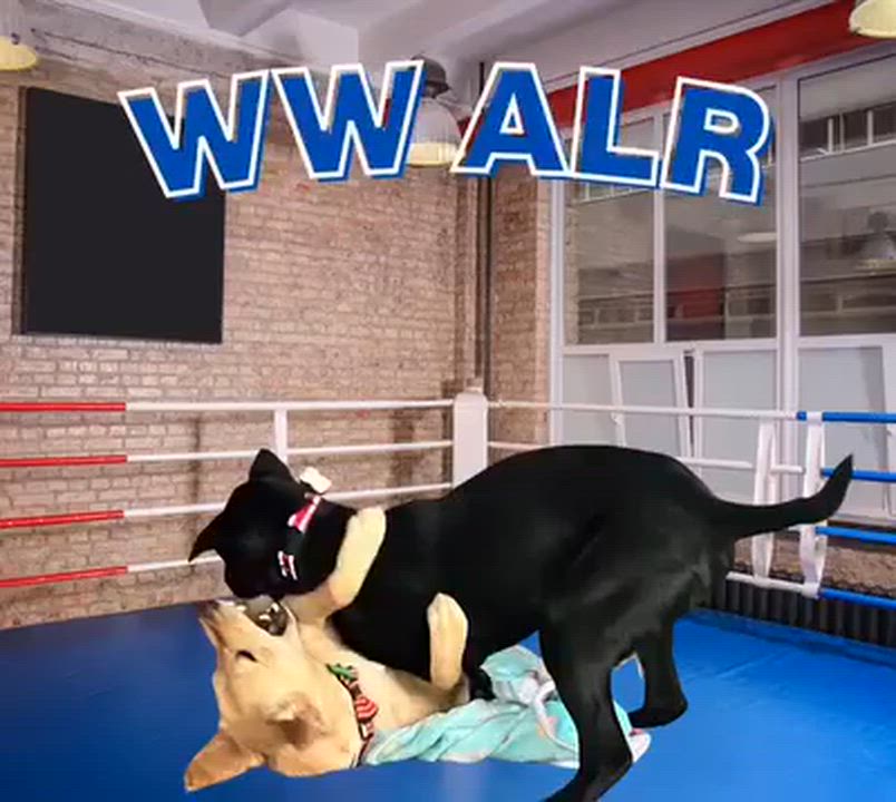 Enlarge Ned - Fostered in CT, a Adoptable mixed breed in Willington, CT video 5/6