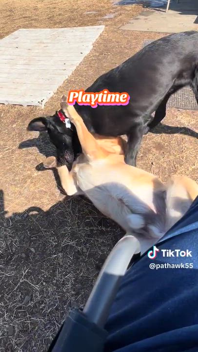 Enlarge Ned - Fostered in CT, an adoption pending mixed breed in Willington, CT video 6/6