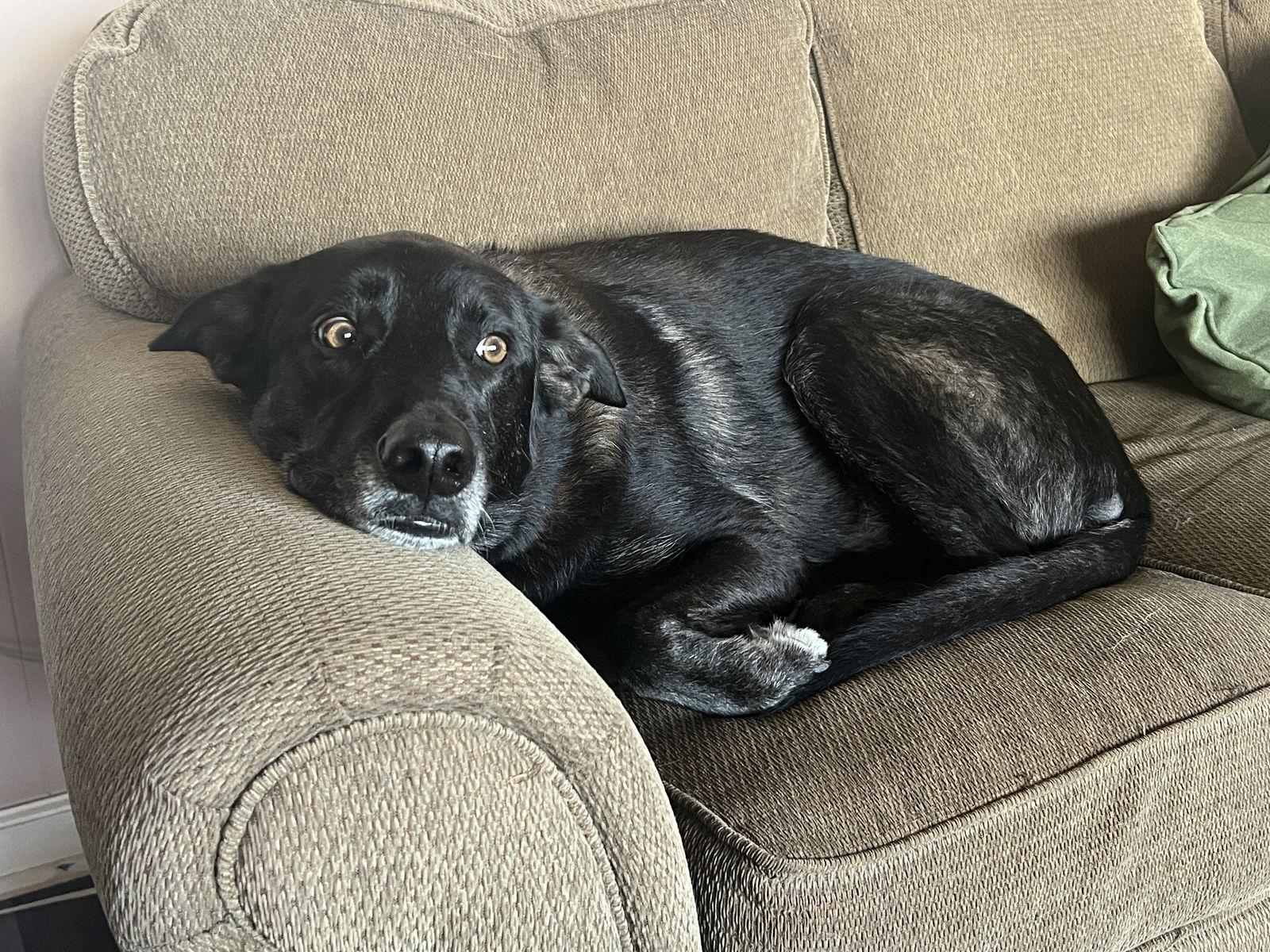 Bolt, Adoptable, Adult Male Siberian Husky & Labrador Retriever.