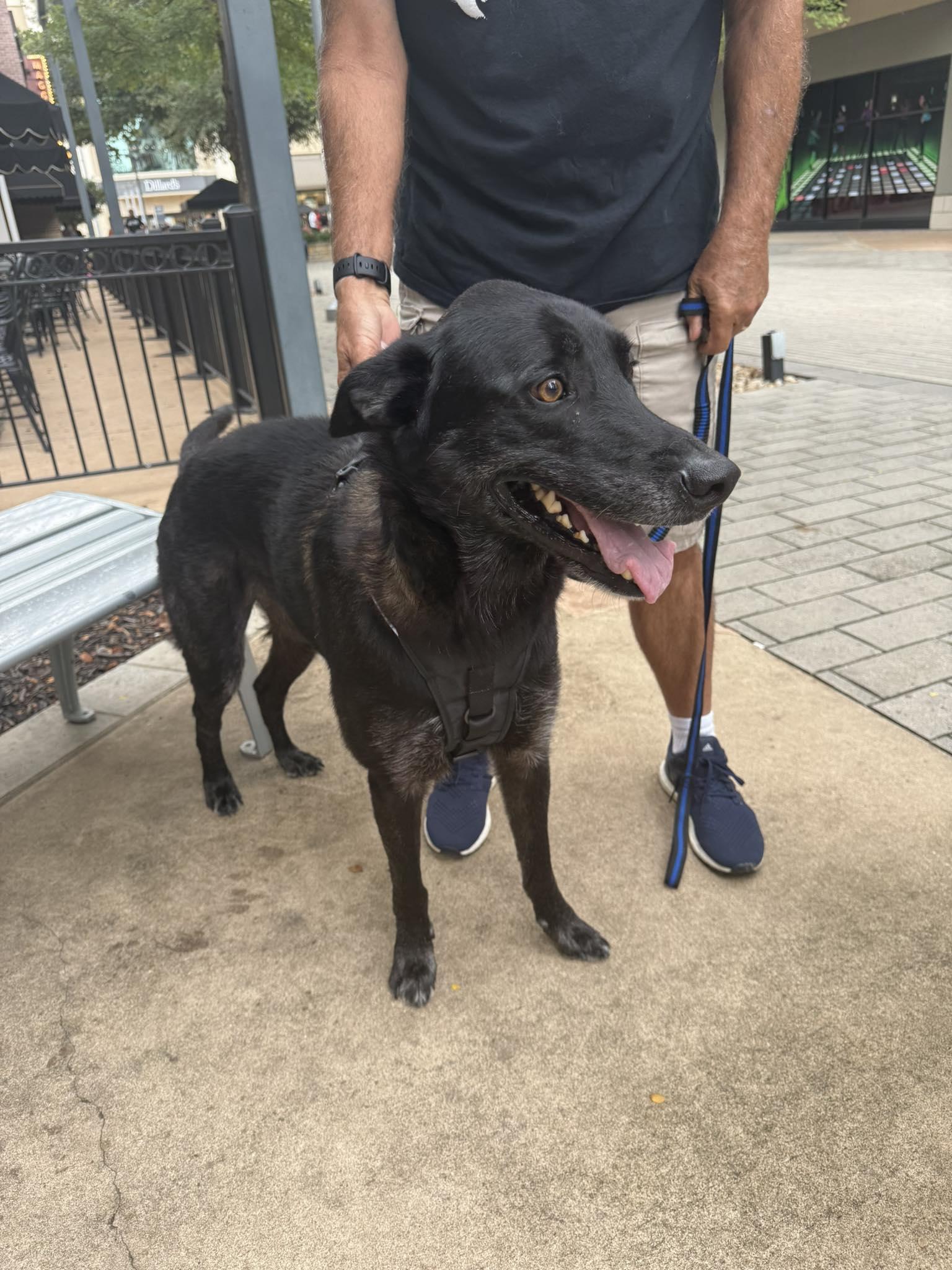 Bolt, Adoptable, Adult Male Siberian Husky & Labrador Retriever.