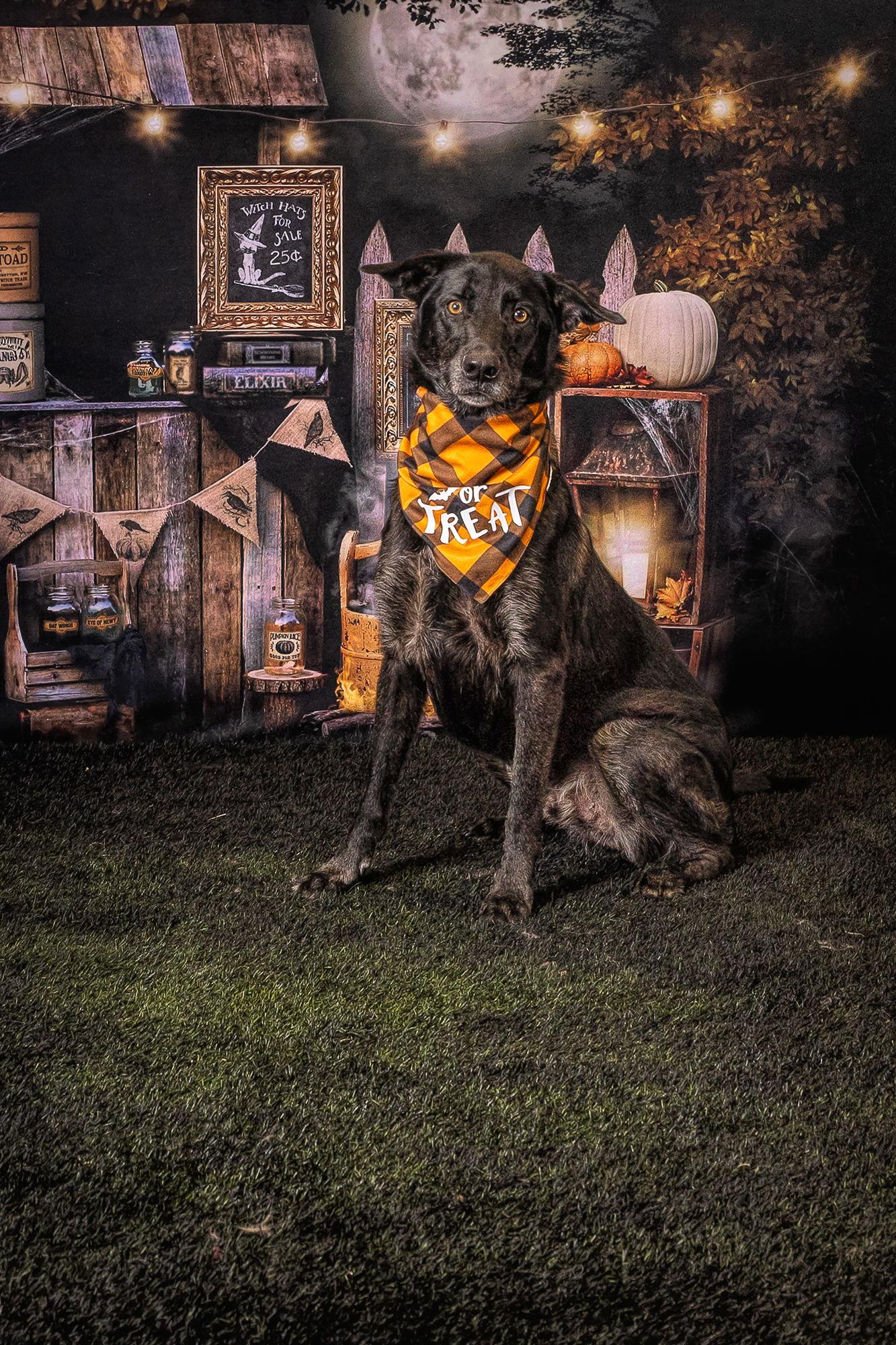 Enlarge Bolt, a Adoptable mixed breed in Carrollton, TX image 3/3