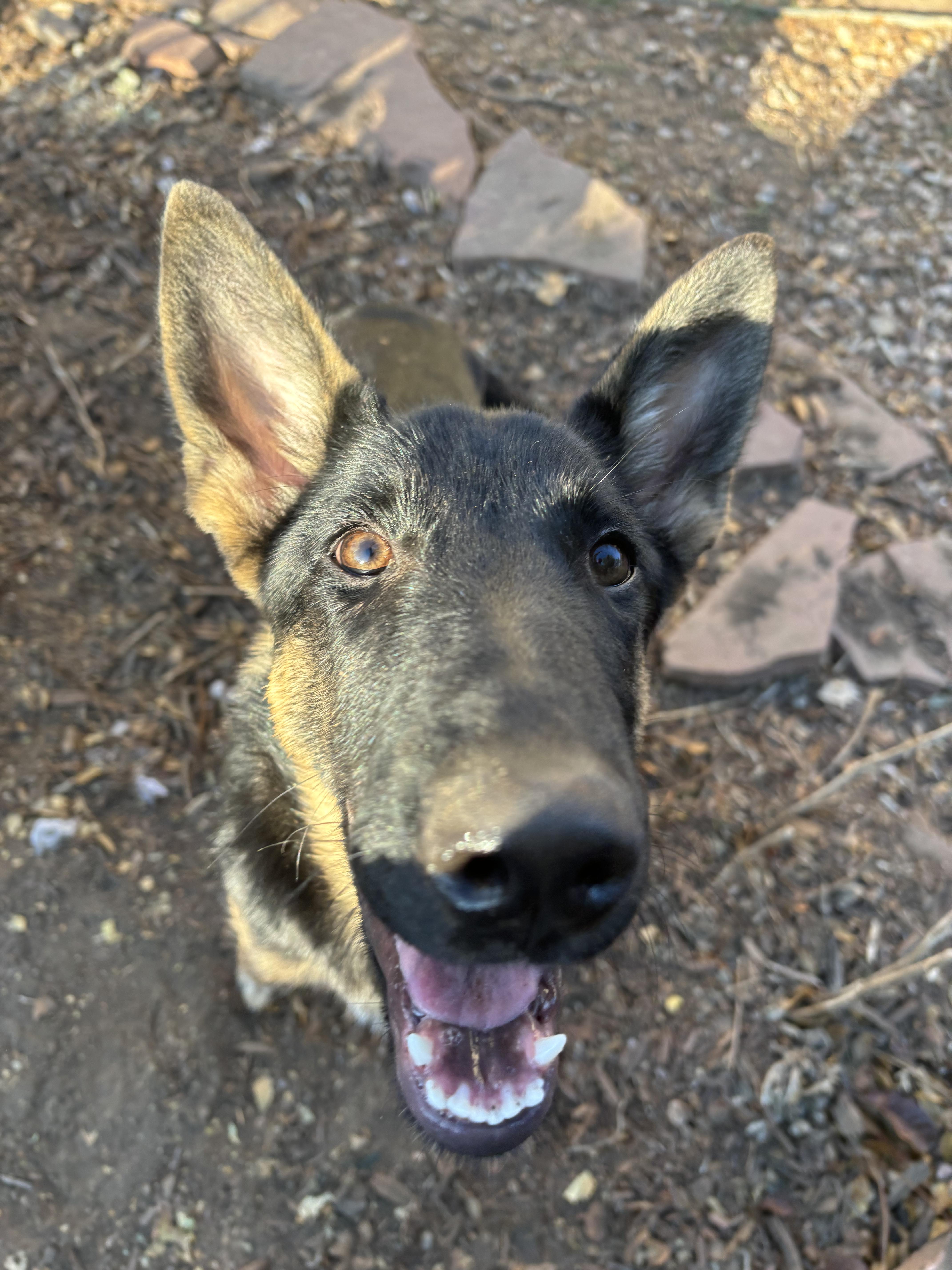 Enlarge Eclipse, a Adoptable German Shepherd Dog in Fort Collins, CO image 3/5