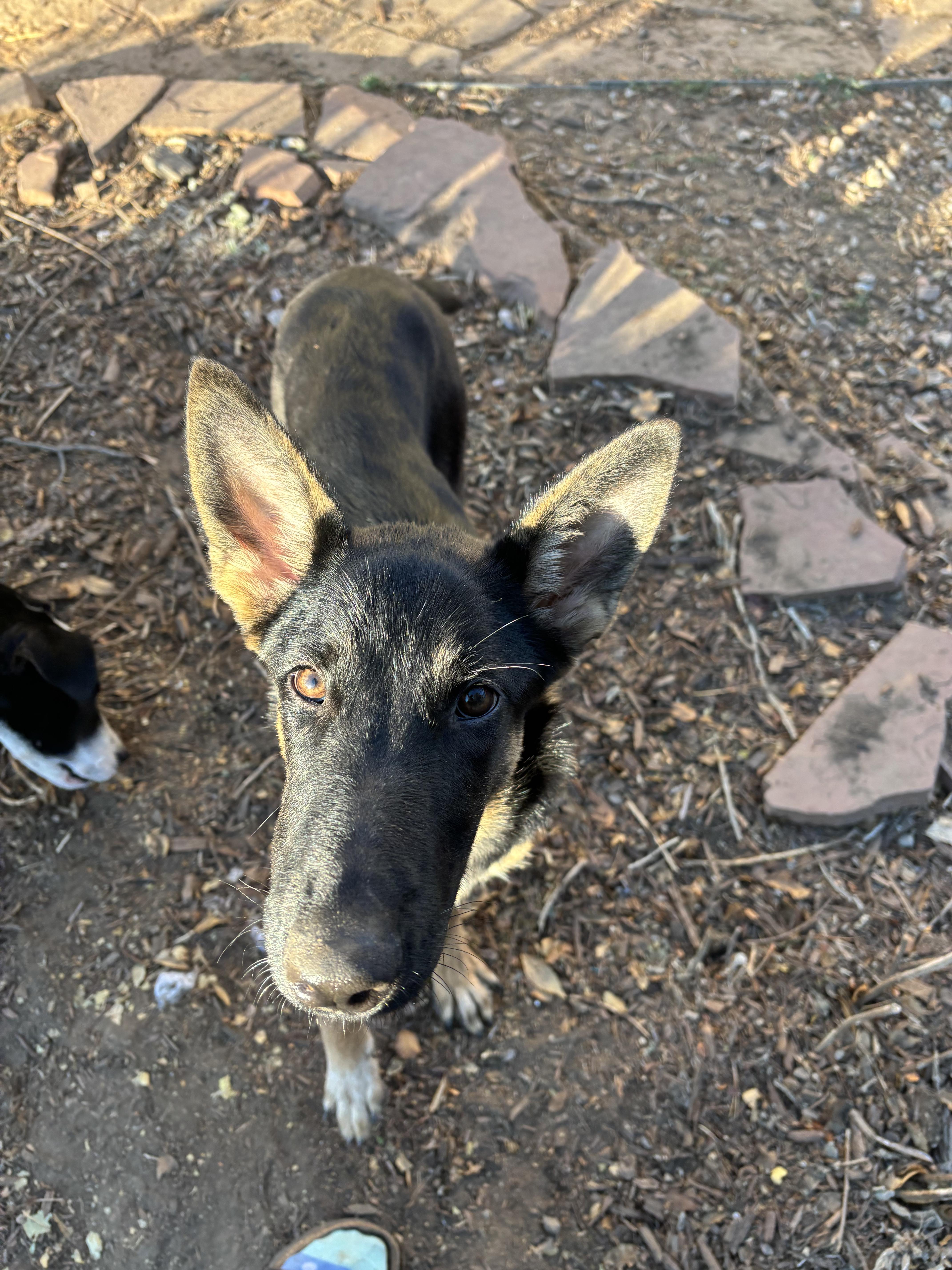 Enlarge Eclipse, a Adoptable German Shepherd Dog in Fort Collins, CO image 2/5