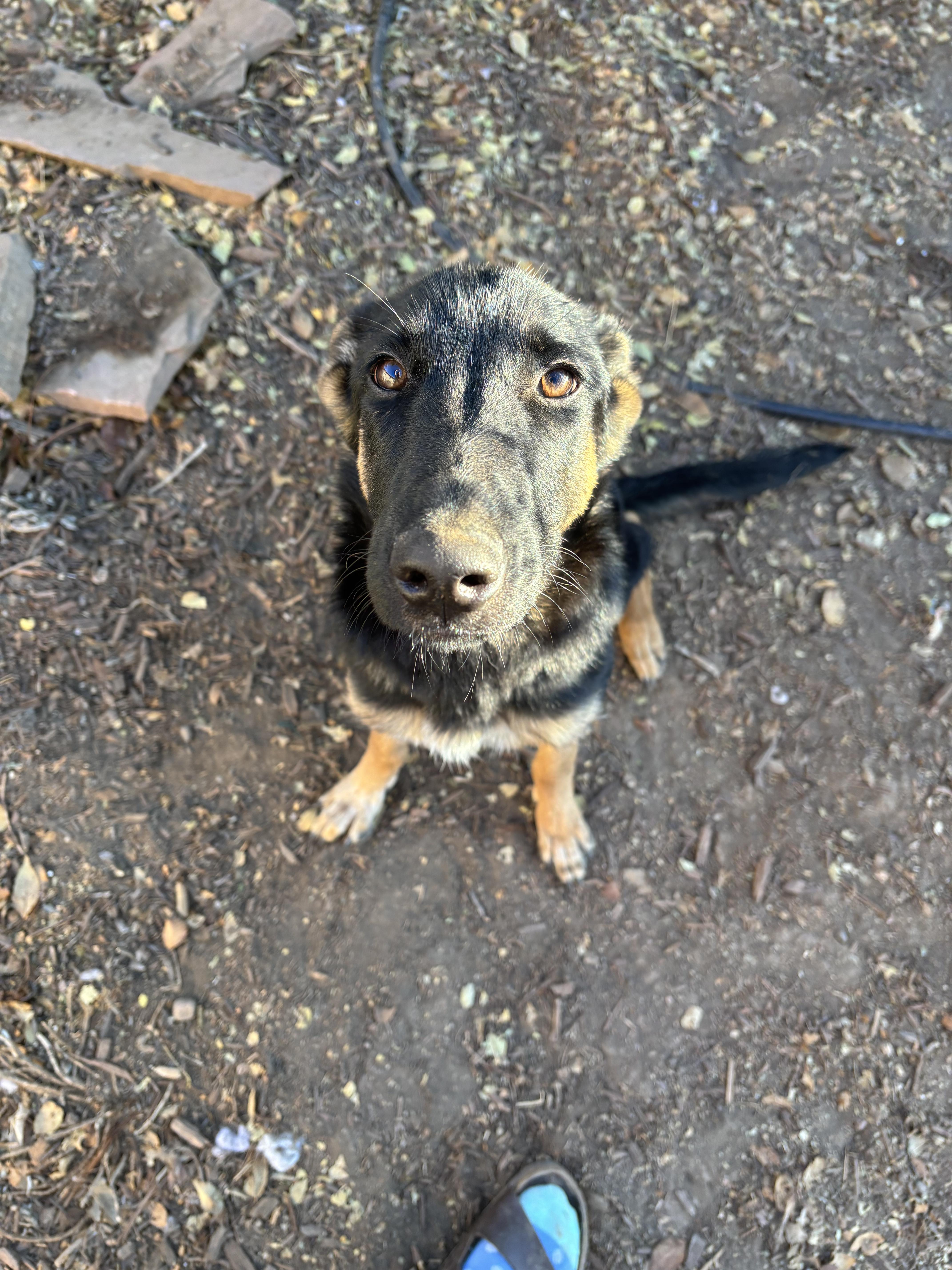 Enlarge Eclipse, a Adoptable German Shepherd Dog in Fort Collins, CO image 4/5