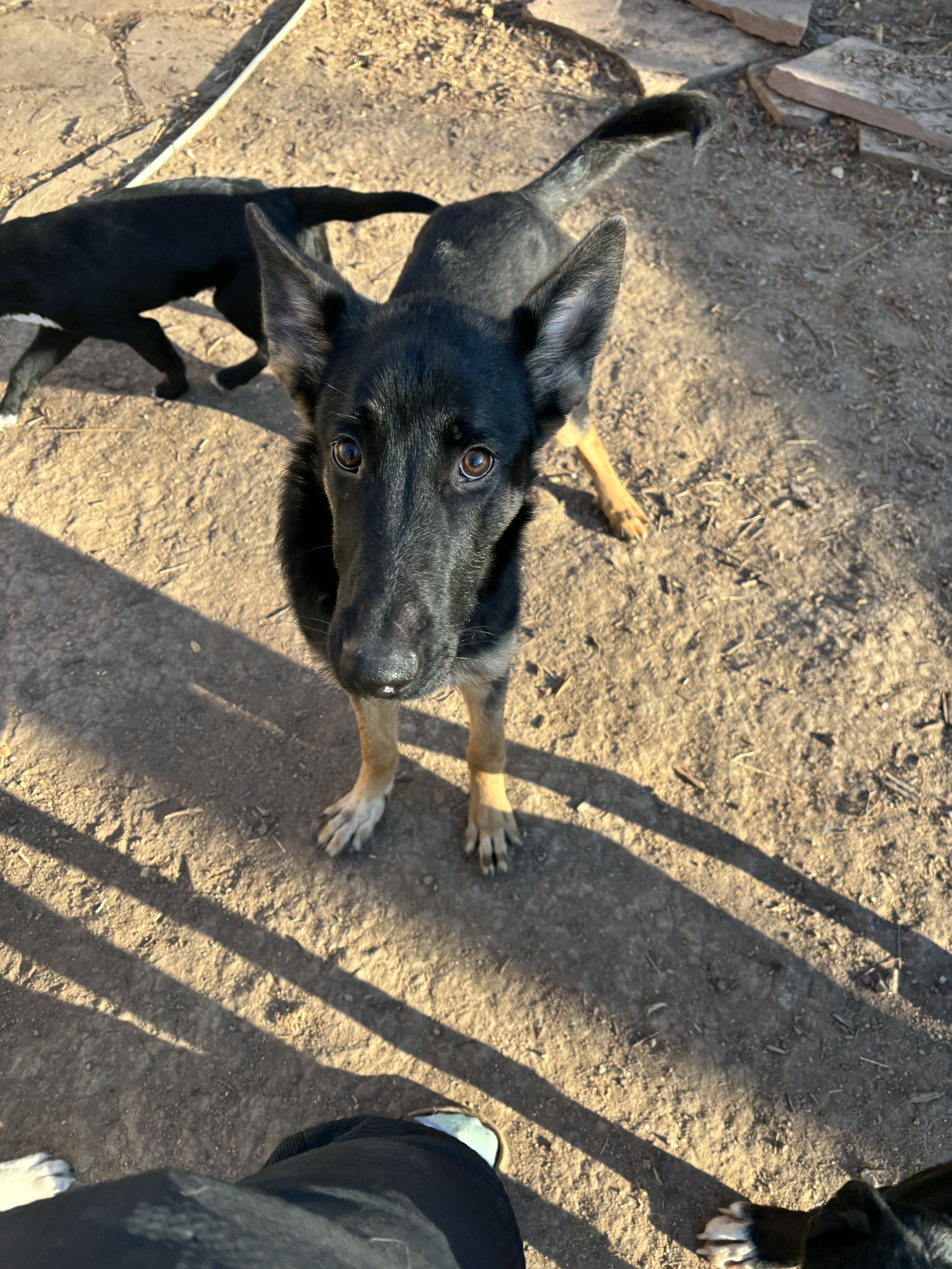 Enlarge Eclipse, a Adoptable German Shepherd Dog in Fort Collins, CO image 5/5