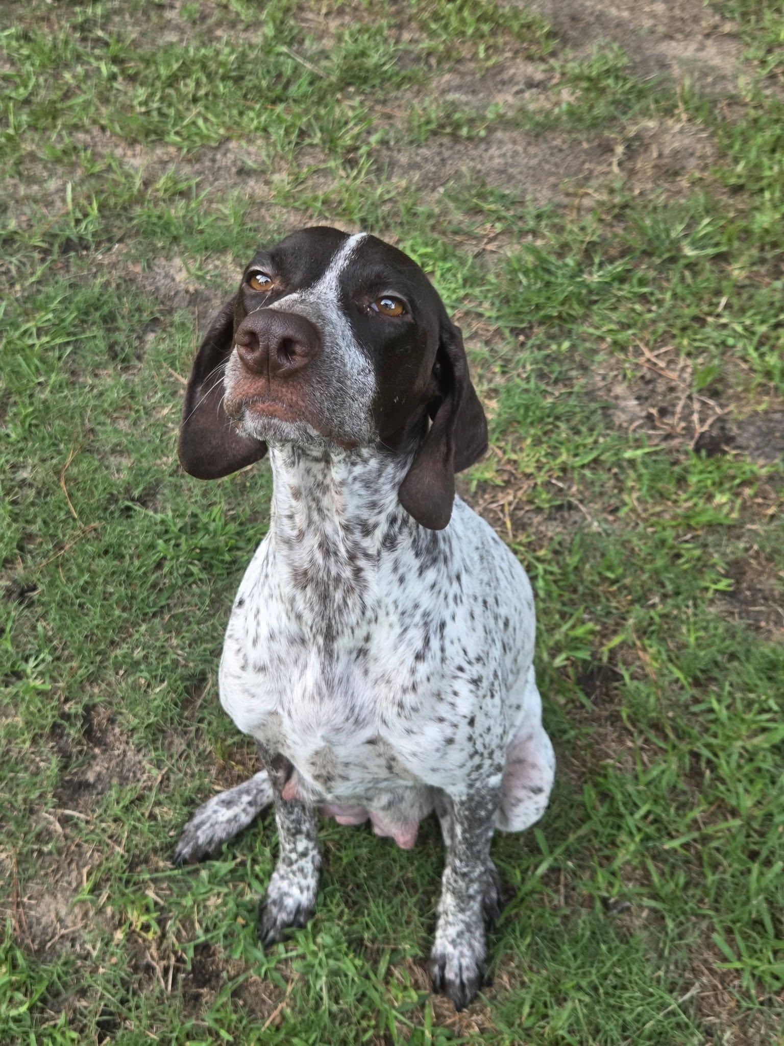 Enlarge Vita, an adopted German Shorthaired Pointer in Cochran, GA image 1/2