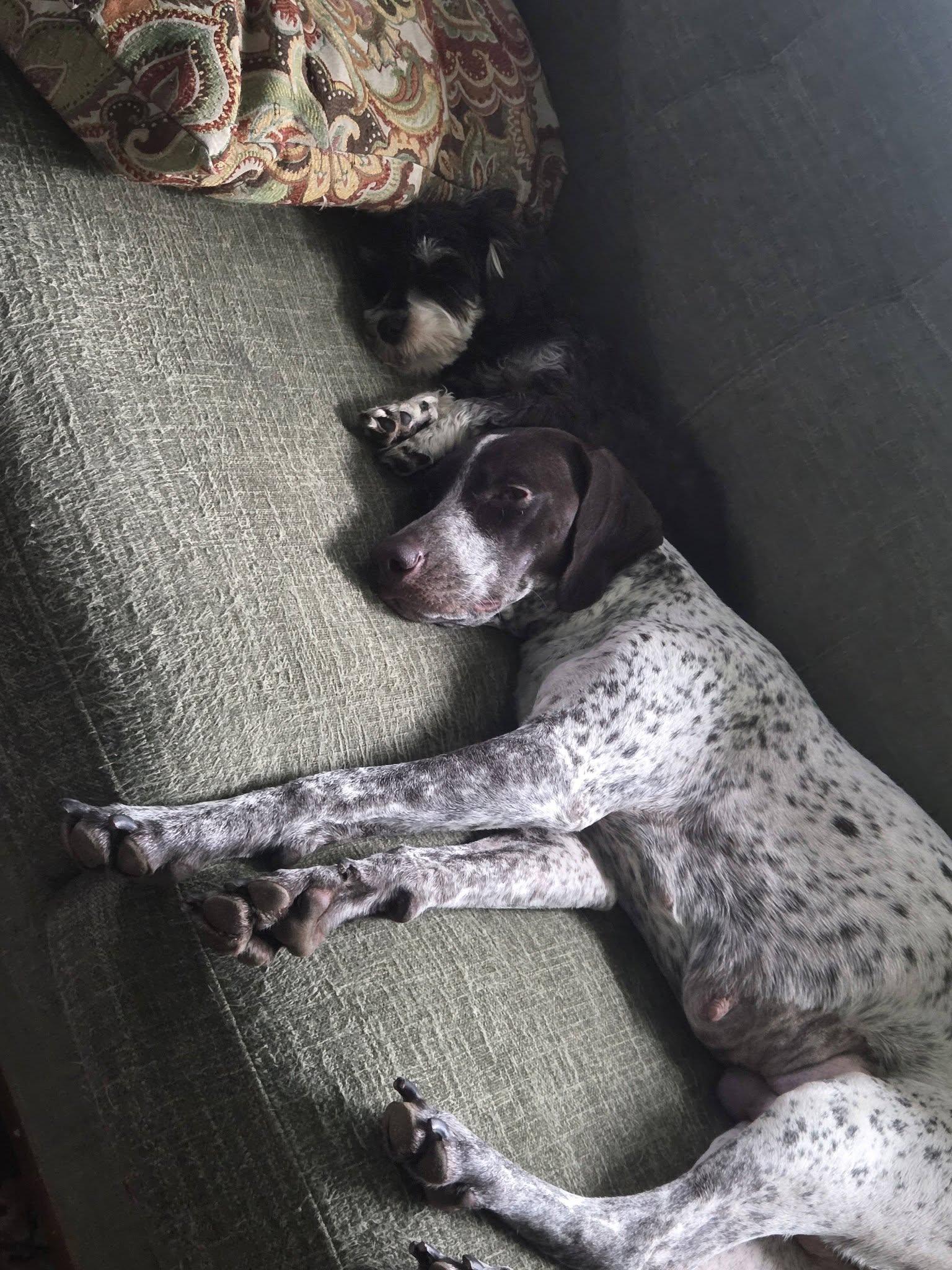 Enlarge Vita, an adopted German Shorthaired Pointer in Cochran, GA image 2/2