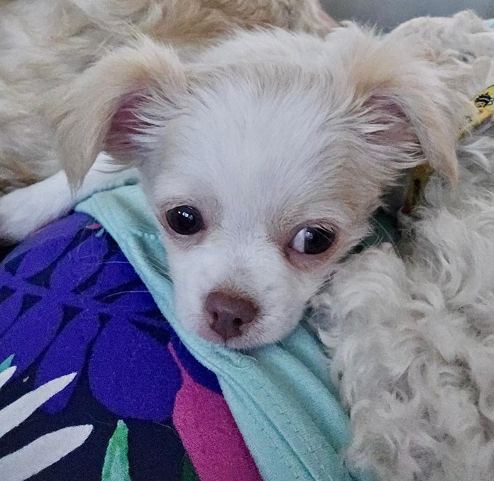 Dog for adoption Joey, a Chihuahua in Crompond, NY Petfinder