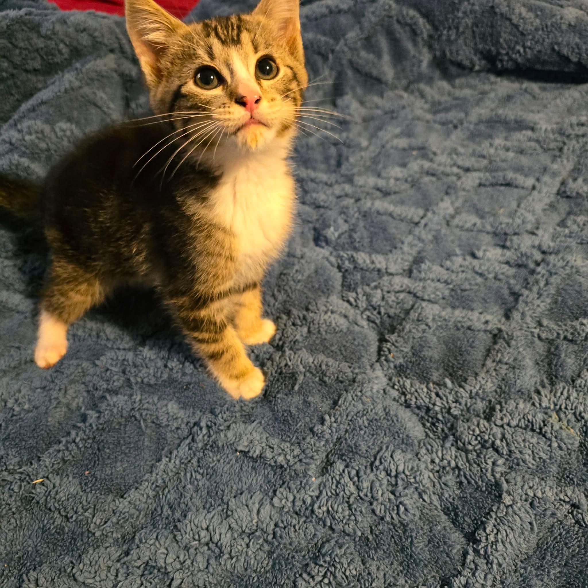 Enlarge Tig, a ADOPTABLE Domestic Short Hair in Fort Payne, AL image 2/2