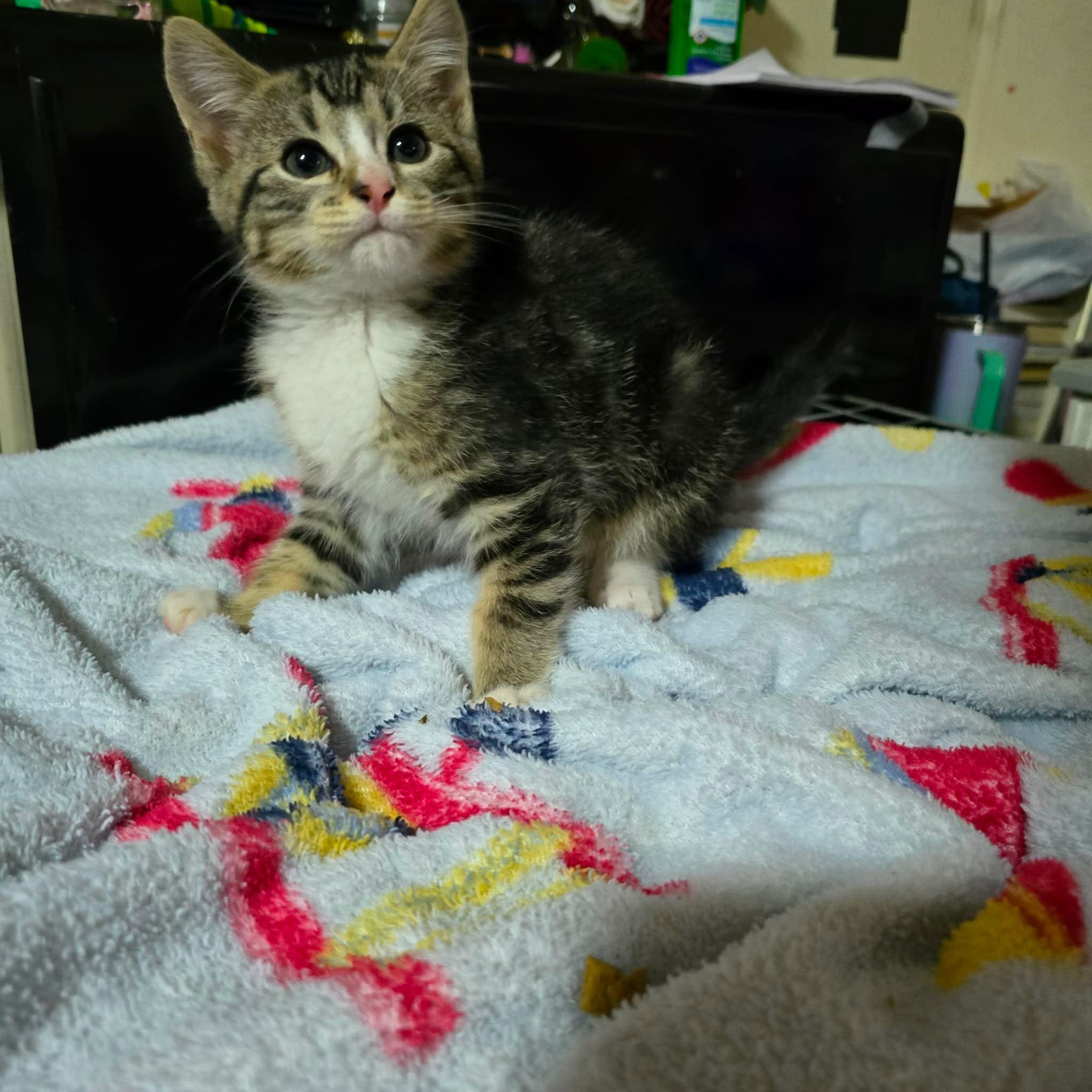 Tig, ADOPTABLE, Kitten Male Domestic Short Hair.