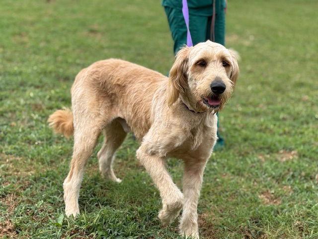 Enlarge Butters, a Adopted mixed breed in Raleigh, NC image 1/1