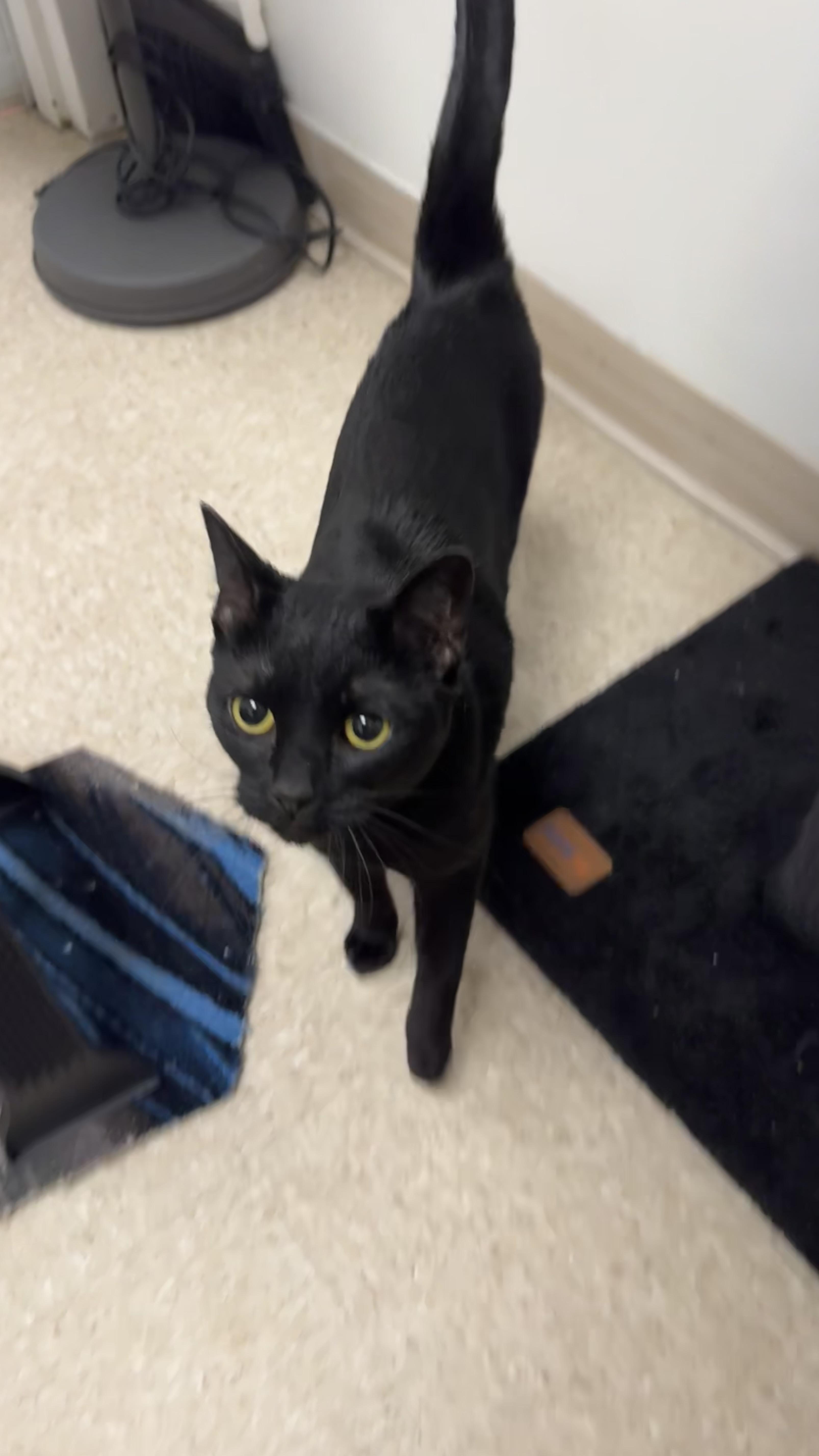 Enlarge Nyx, an adopted Domestic Short Hair in Fall River, MA image 3/3