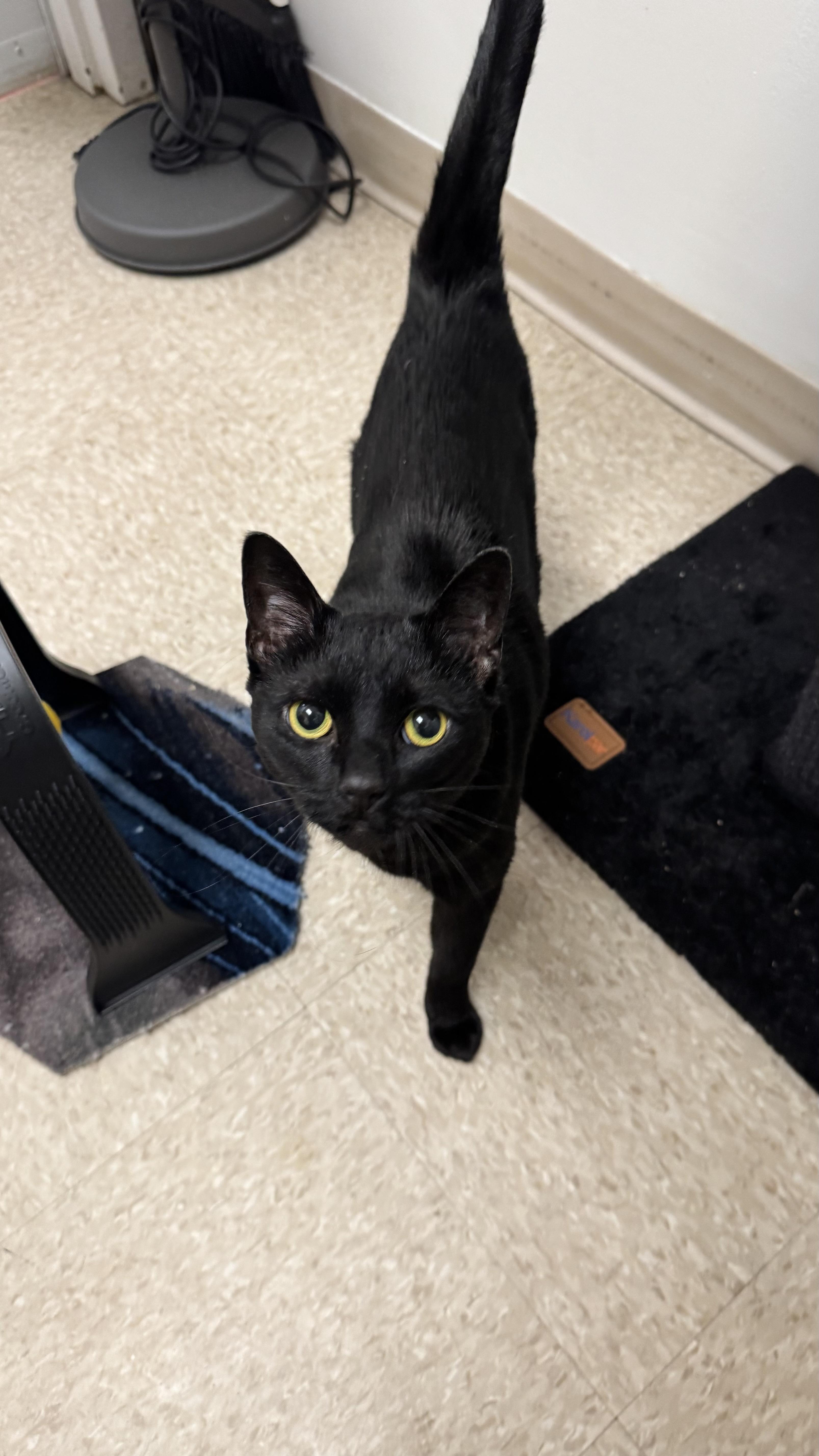 Nyx, ADOPTABLE, Adult Female Domestic Short Hair.