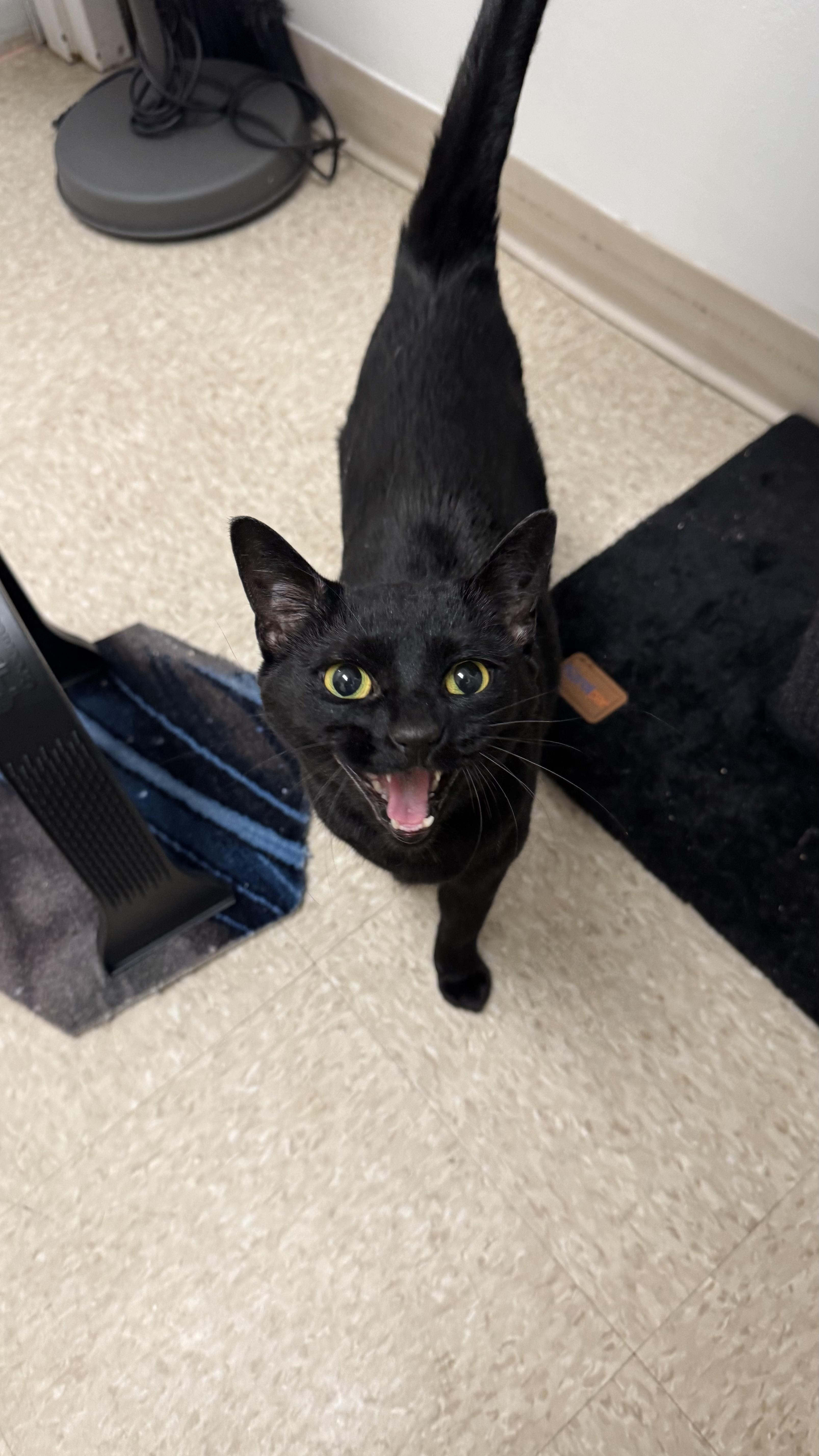 Enlarge Nyx, an adopted Domestic Short Hair in Fall River, MA image 2/3