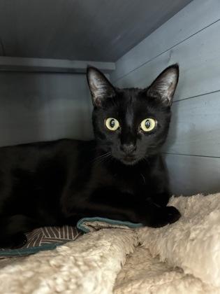 Meryl, Adoptable, Young Female Domestic Short Hair & Domestic Short Hair.