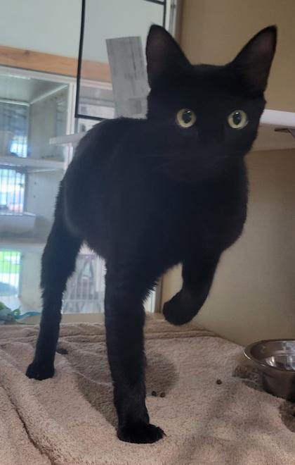 Enlarge Meryl, a Adoptable Domestic Short Hair in Leander, TX image 2/2