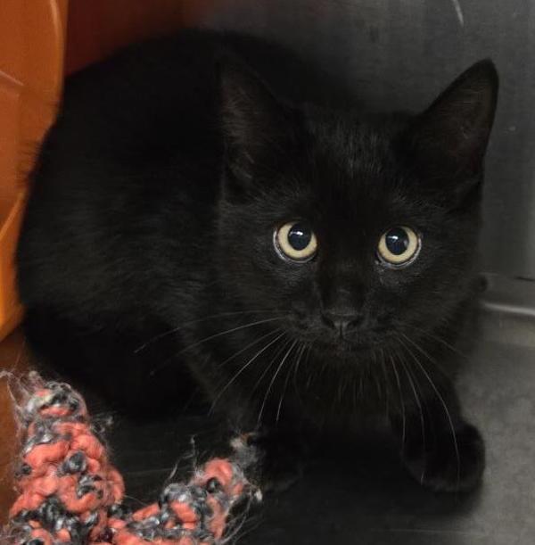 Panther, Adoptable, Kitten Male Domestic Short Hair.