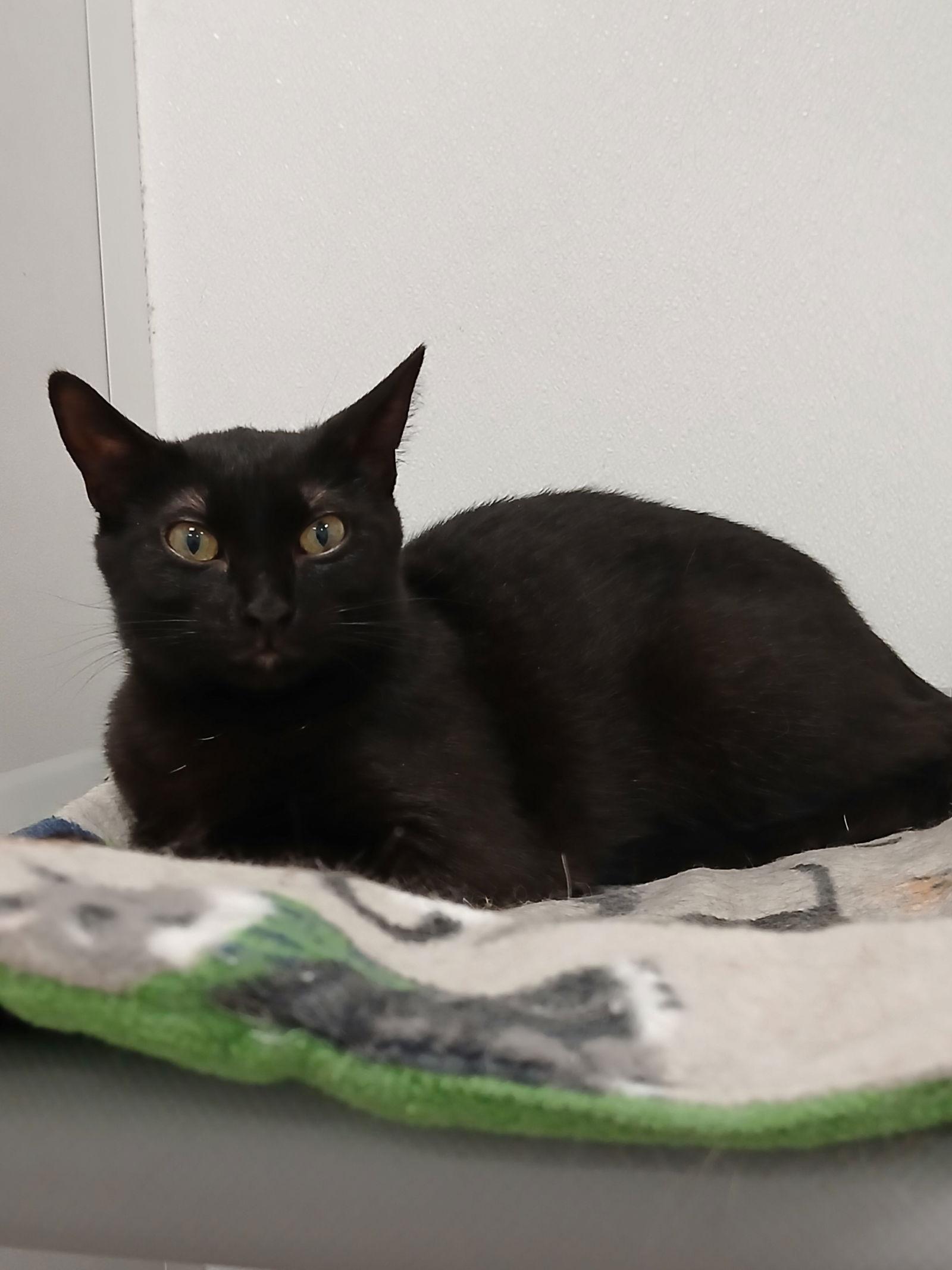 Mushroom, Adoptable, Kitten Female Domestic Short Hair.