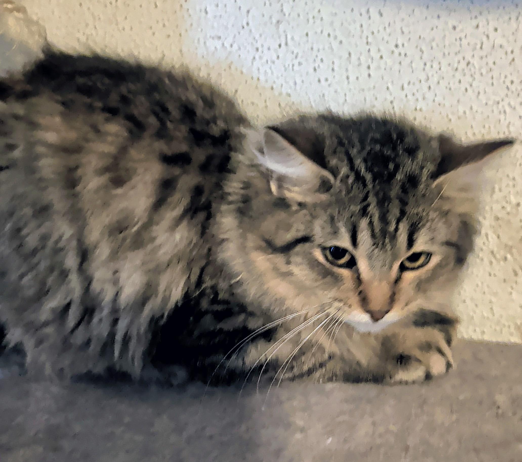 Enlarge Bugatti, an adopted mixed breed in Brainerd, MN image 6/6