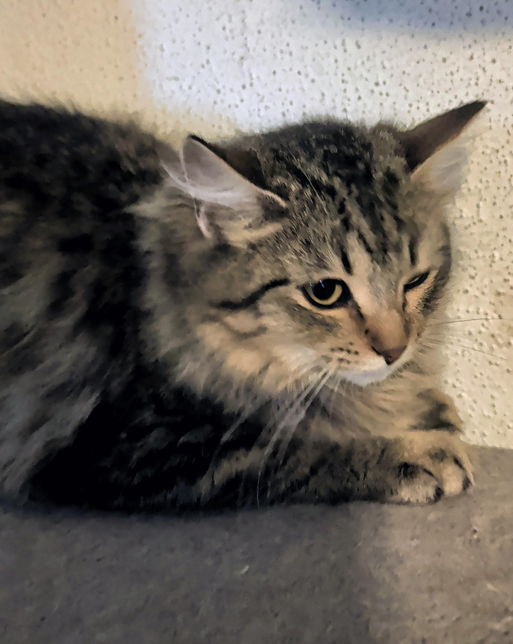 Enlarge Bugatti, an adopted mixed breed in Brainerd, MN image 3/6