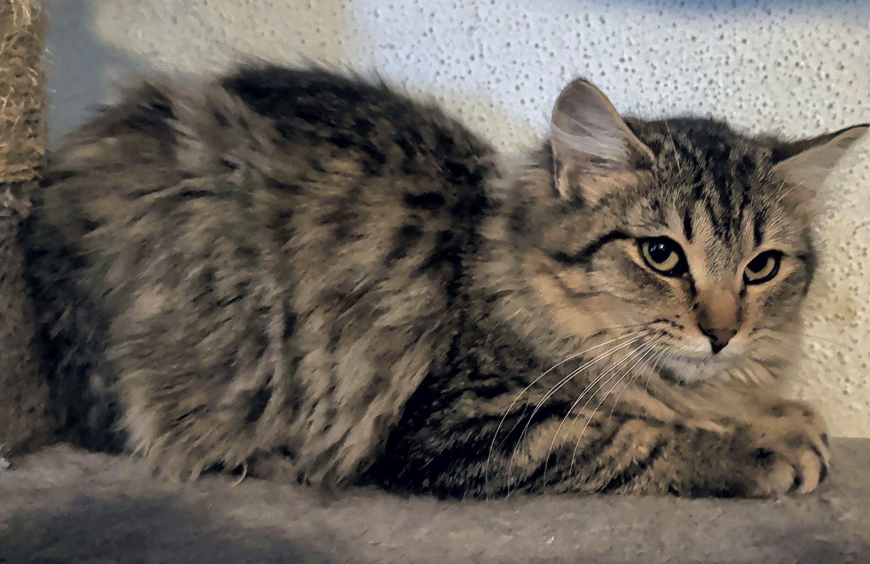 Enlarge Bugatti, an adopted mixed breed in Brainerd, MN image 5/6