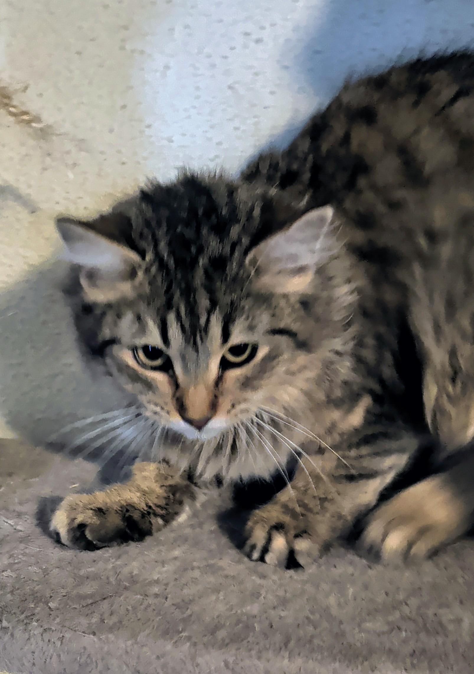 Enlarge Bugatti, an adopted mixed breed in Brainerd, MN image 4/6