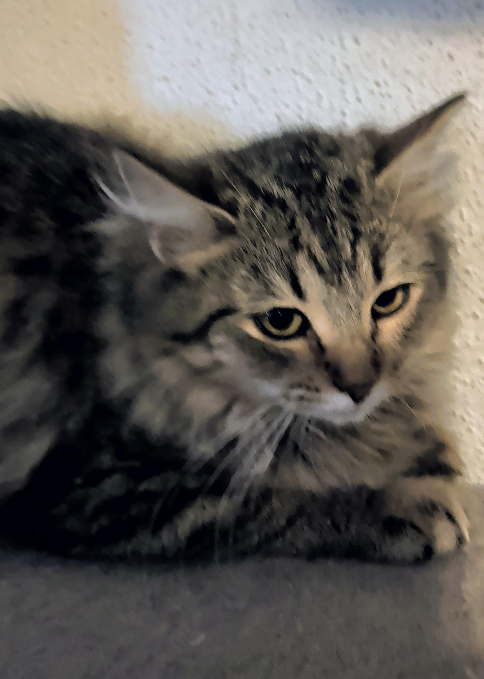 Enlarge Bugatti, an adopted mixed breed in Brainerd, MN image 1/6