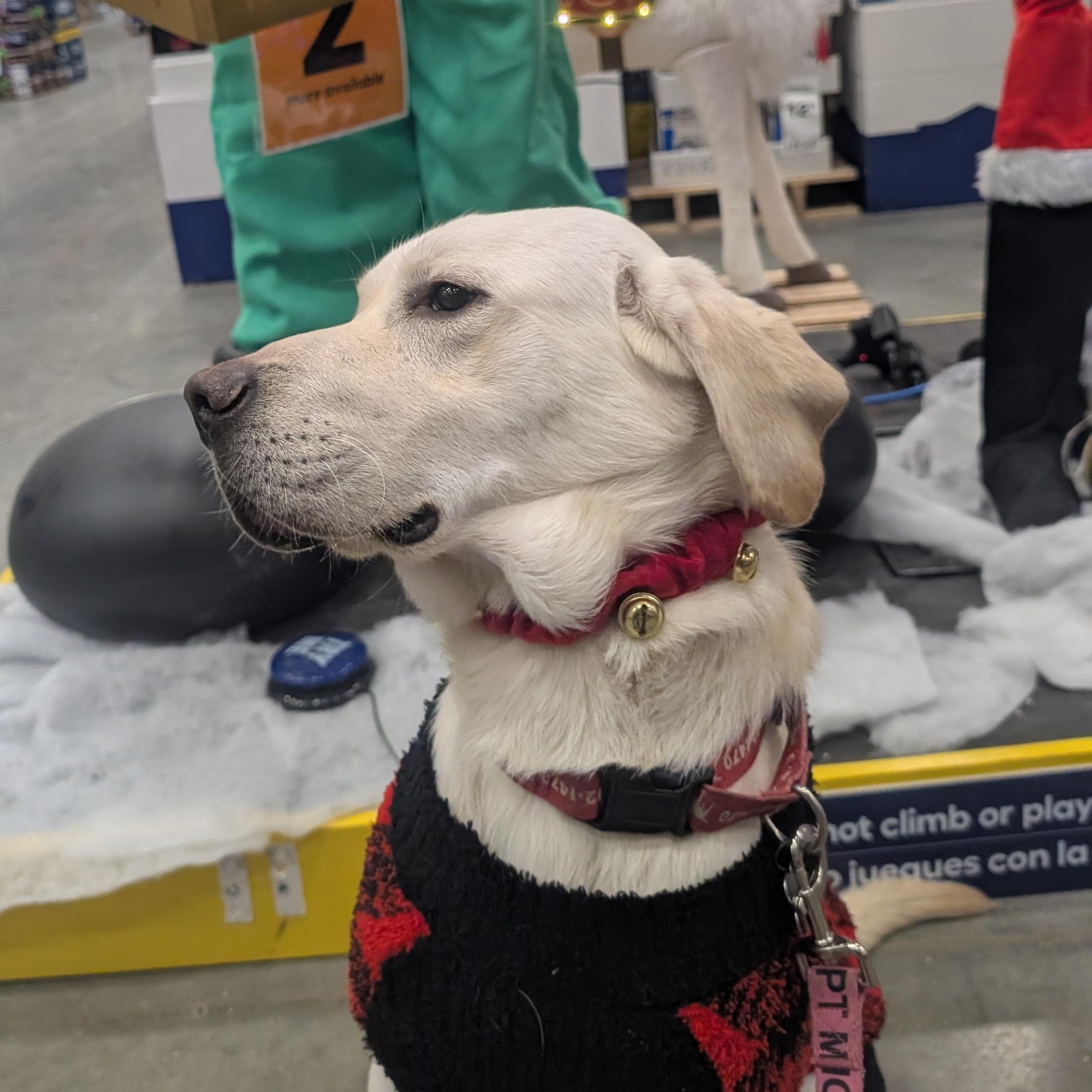Enlarge Fabio, an adopted Labrador Retriever in Indianapolis, IN image 1/5