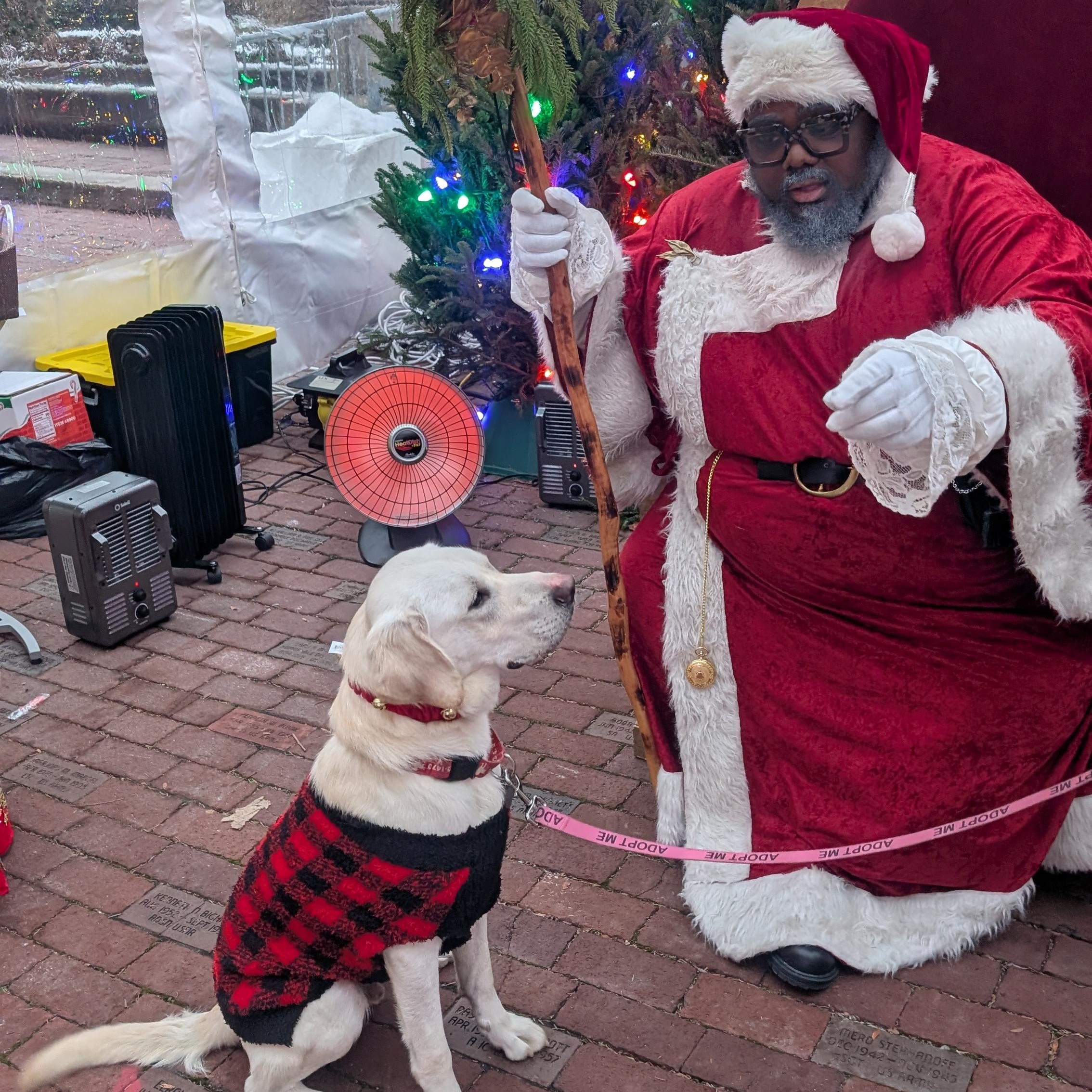 Enlarge Fabio, an adopted Labrador Retriever in Indianapolis, IN image 2/5