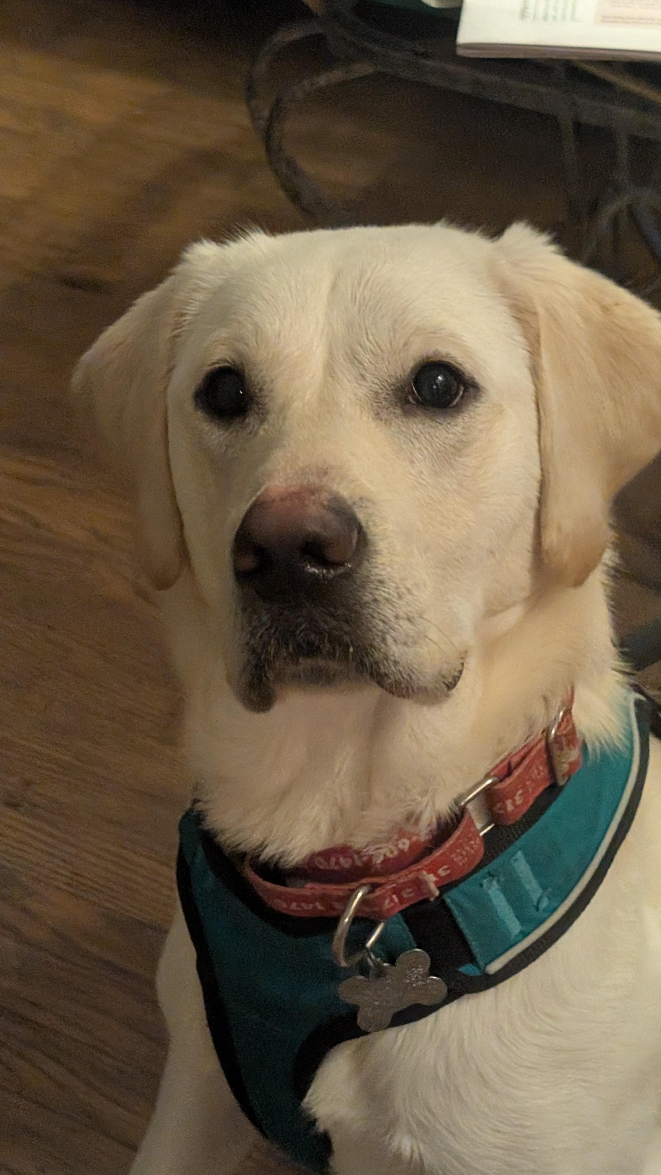 Enlarge Fabio, an adopted Labrador Retriever in Indianapolis, IN image 3/5