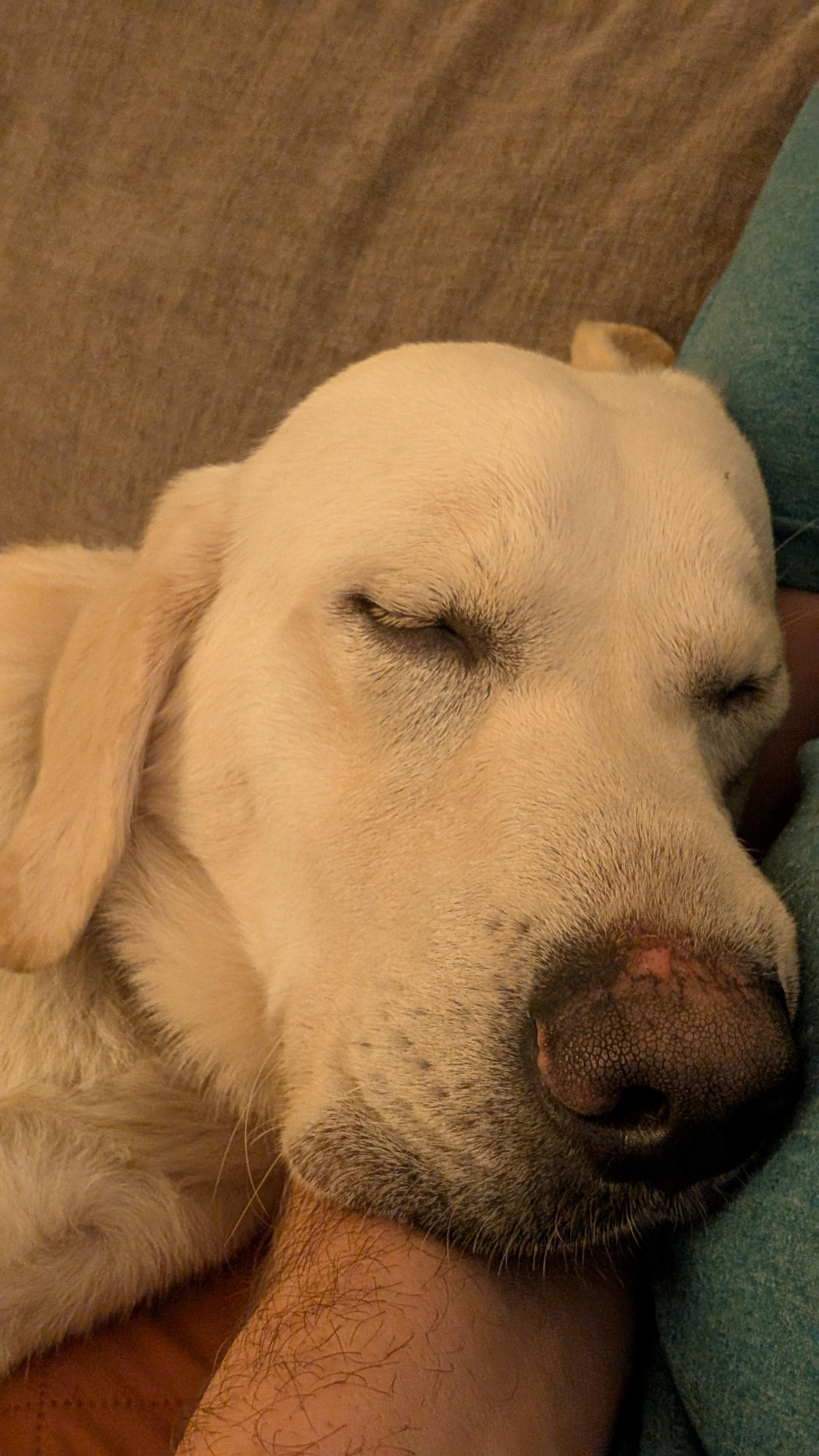 Enlarge Fabio, an adopted Labrador Retriever in Indianapolis, IN image 4/5