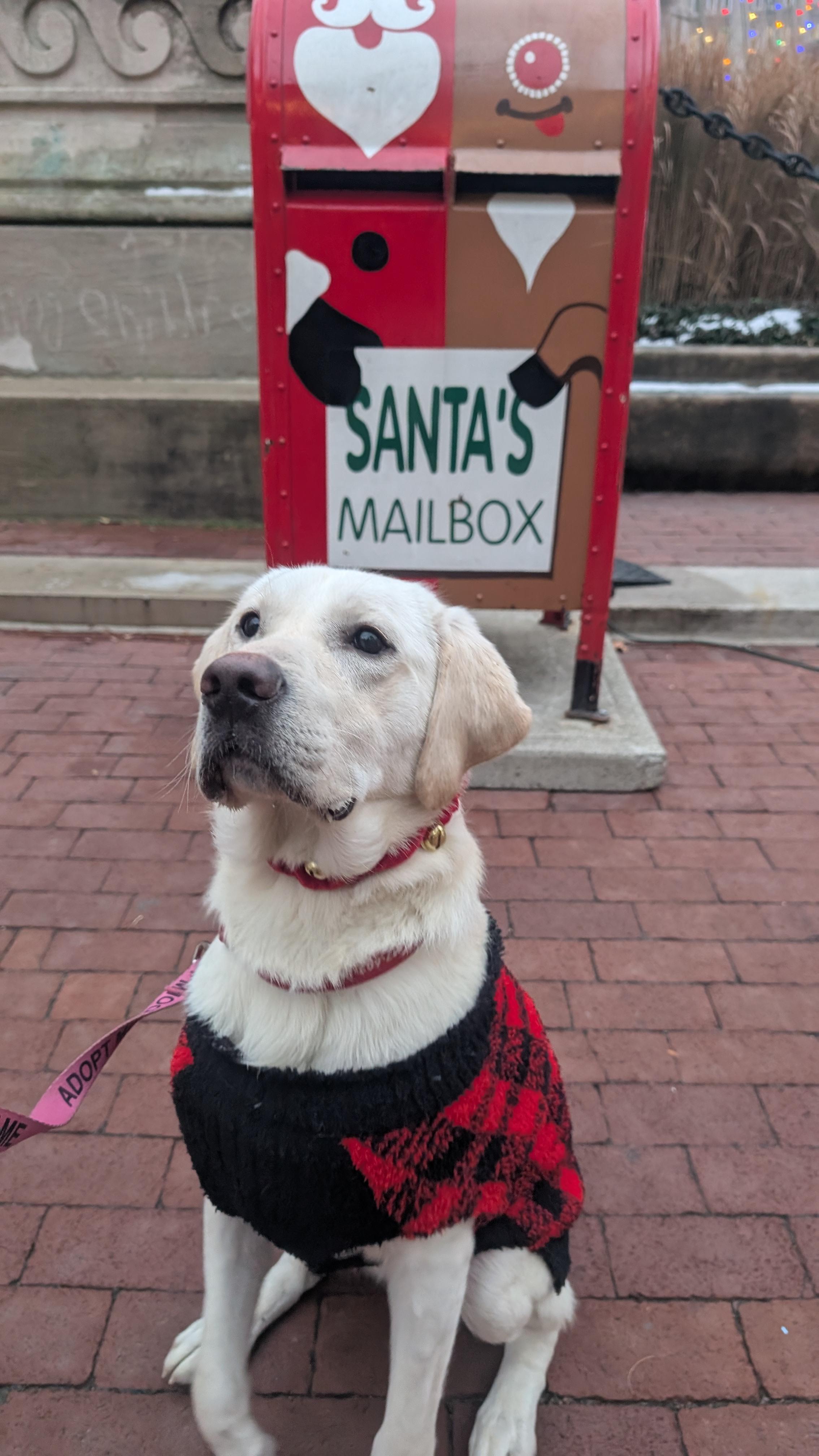 Enlarge Fabio, an adopted Labrador Retriever in Indianapolis, IN image 5/5