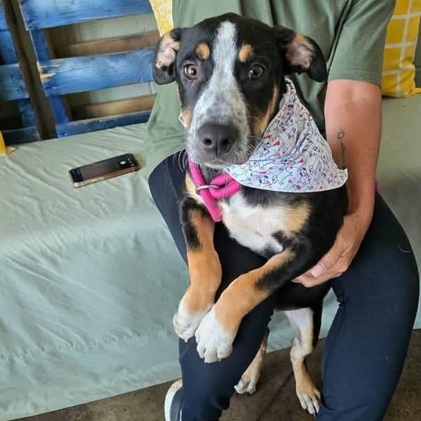 Enlarge Brother, a Adoptable mixed breed in Williston, VT image 2/3
