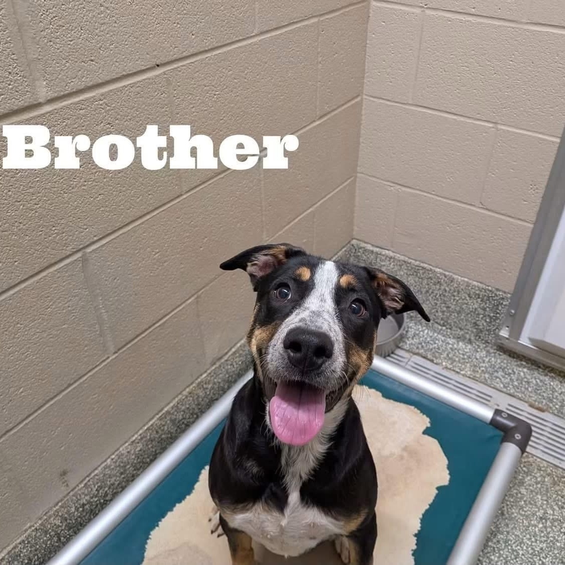 Enlarge Brother, a Adoptable mixed breed in Williston, VT image 3/3