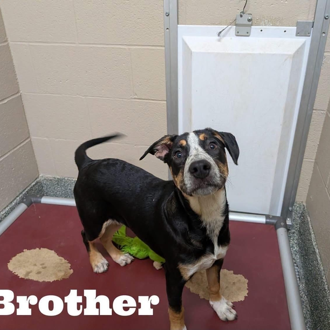Enlarge Brother, a Adoptable mixed breed in Williston, VT image 1/3