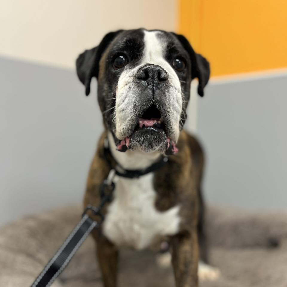 Enlarge Autumn, a ADOPTABLE Boxer in Whitehall, PA image 1/4