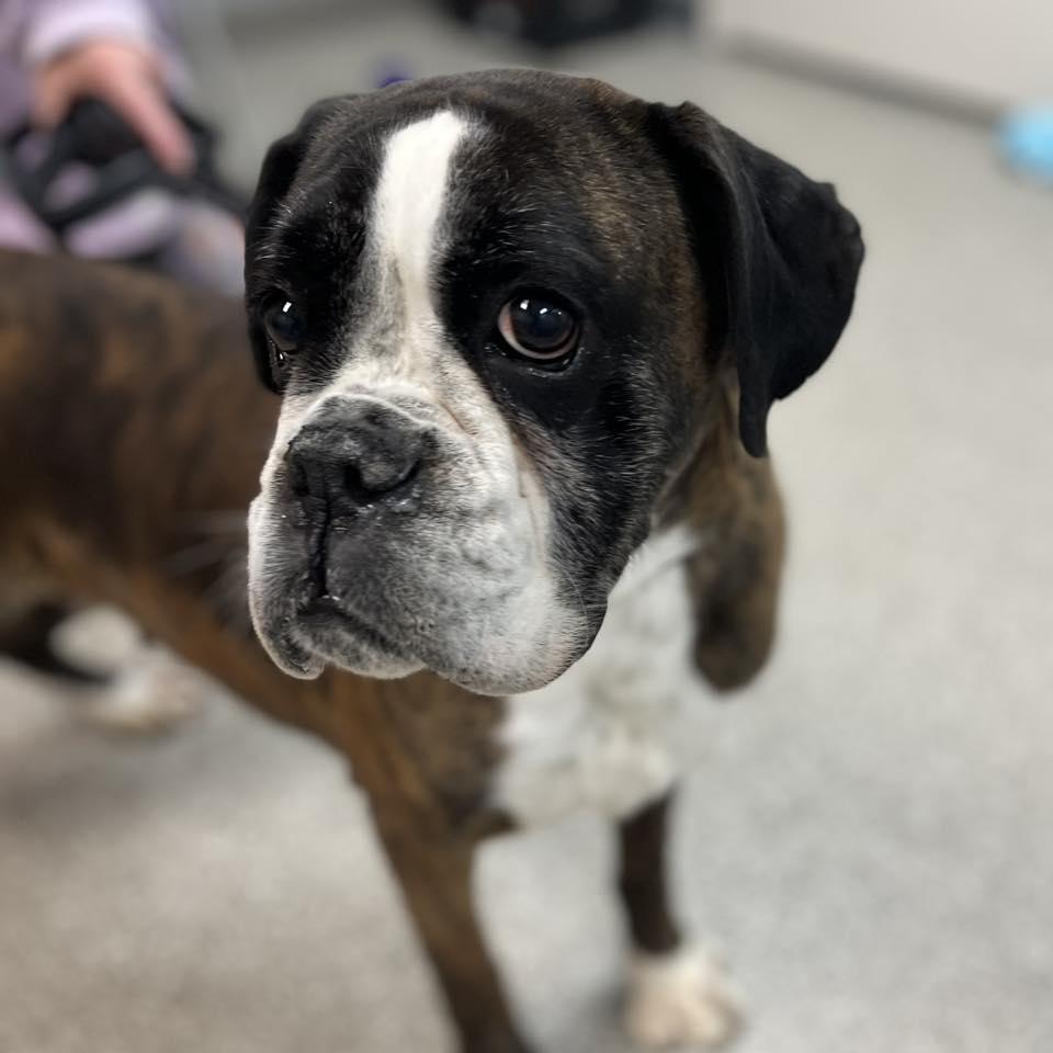 Enlarge Autumn, a ADOPTABLE Boxer in Whitehall, PA image 3/4