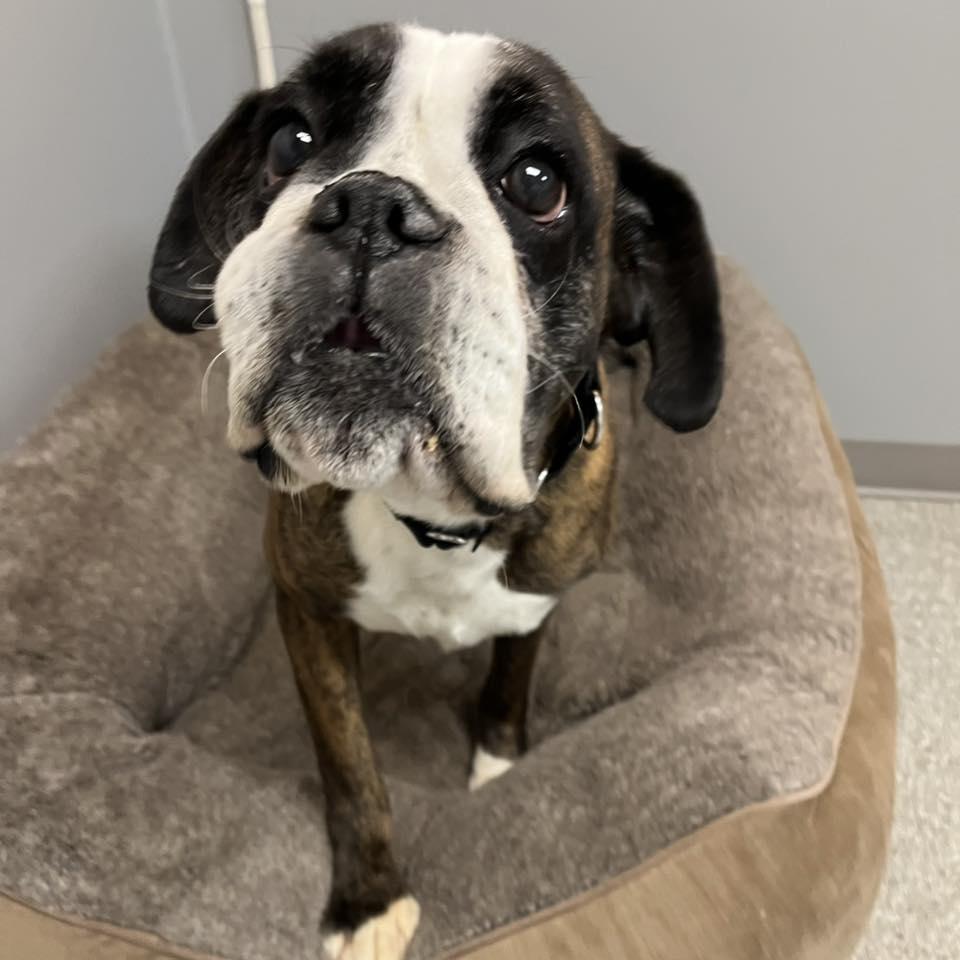 Enlarge Autumn, a ADOPTABLE Boxer in Whitehall, PA image 4/4