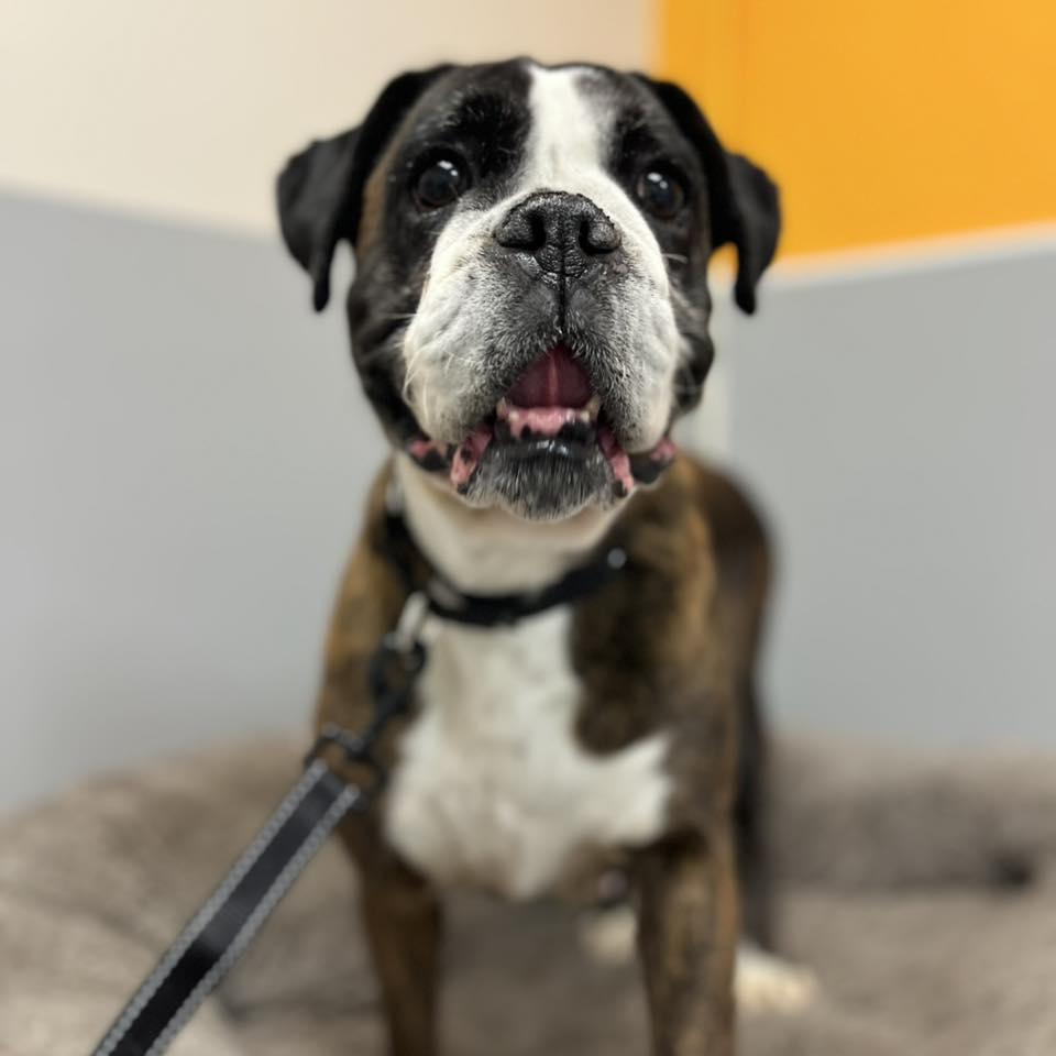 Enlarge Autumn, a ADOPTABLE Boxer in Whitehall, PA image 2/4