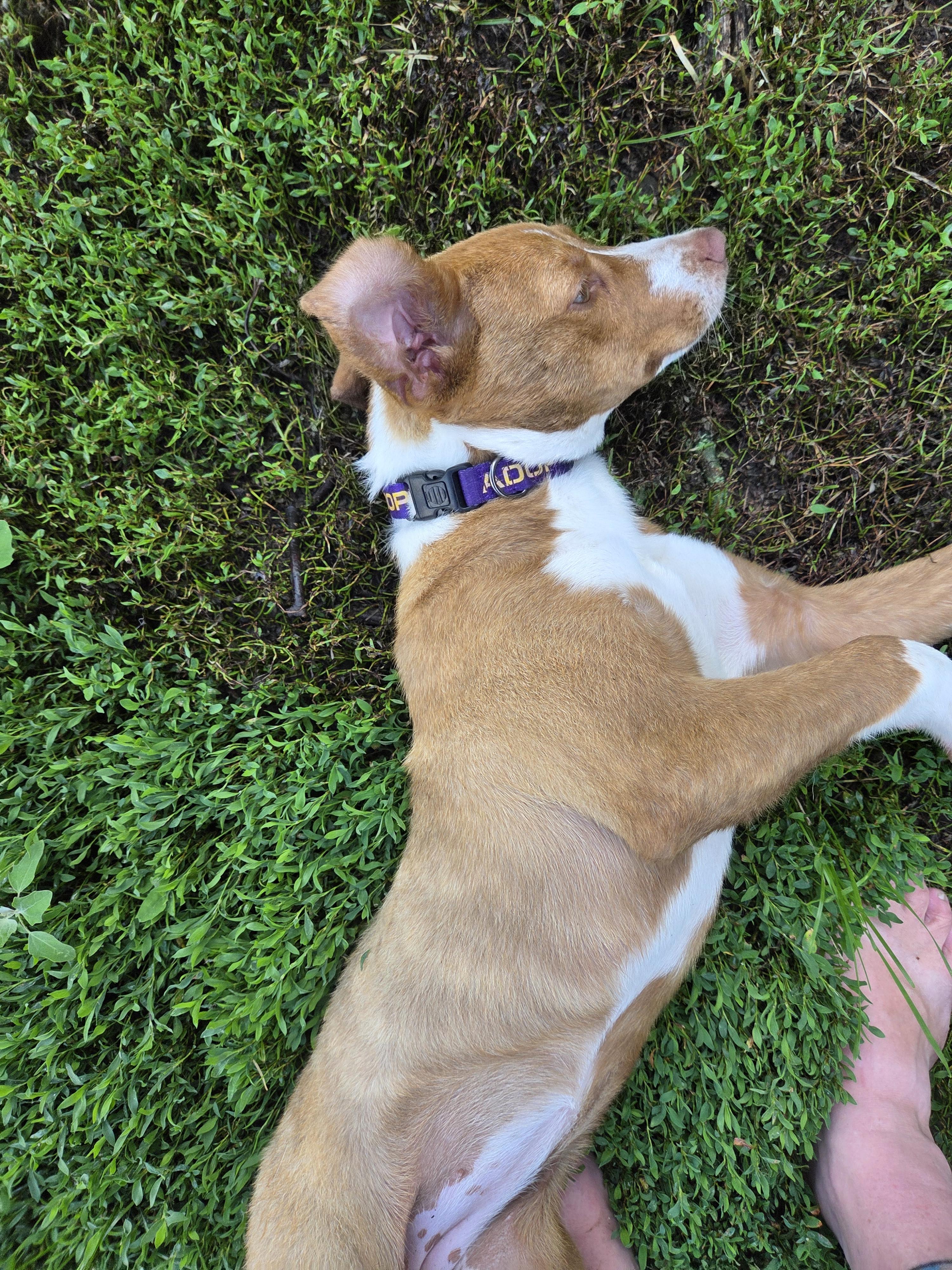 Pippa photo 2