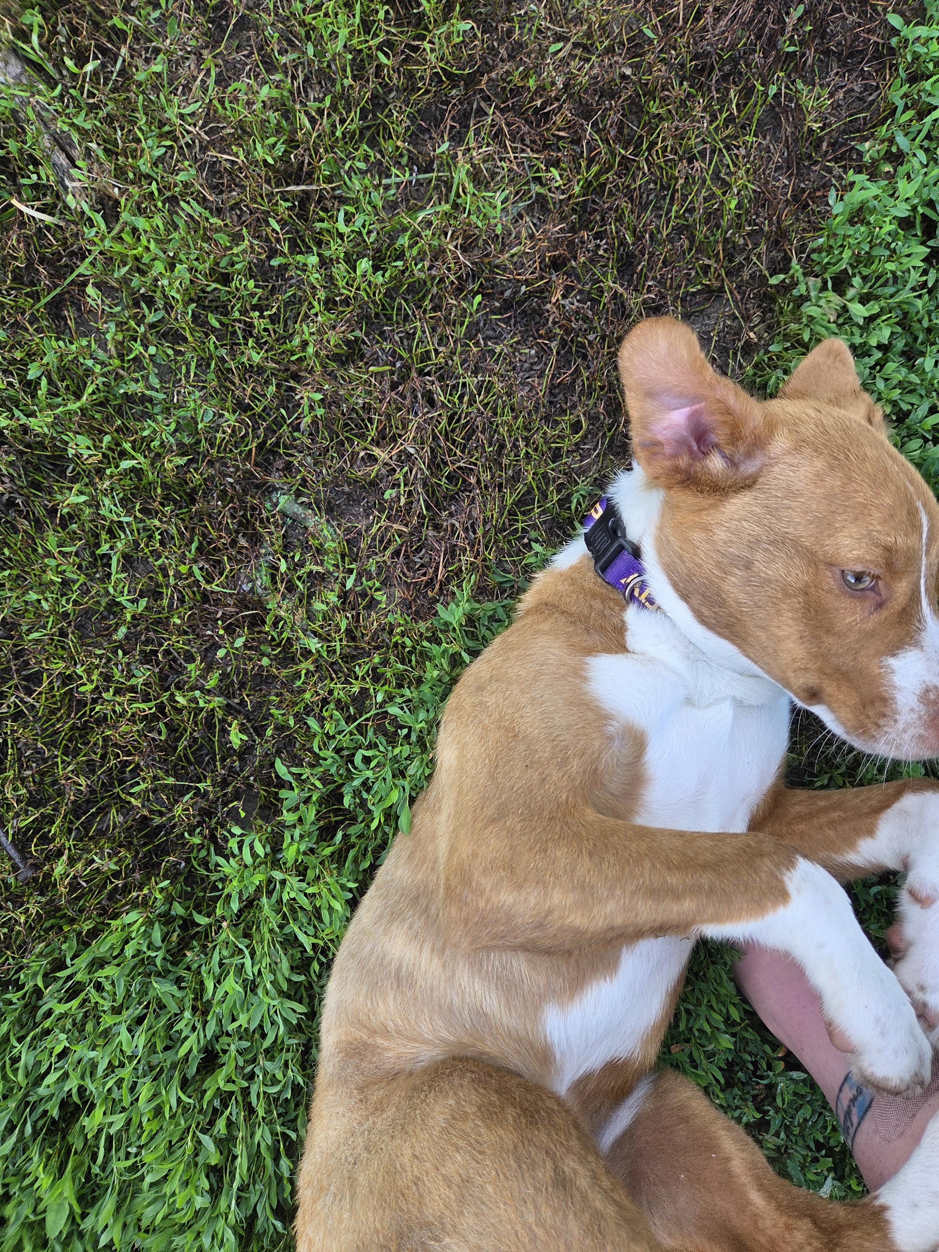 Pippa photo 3