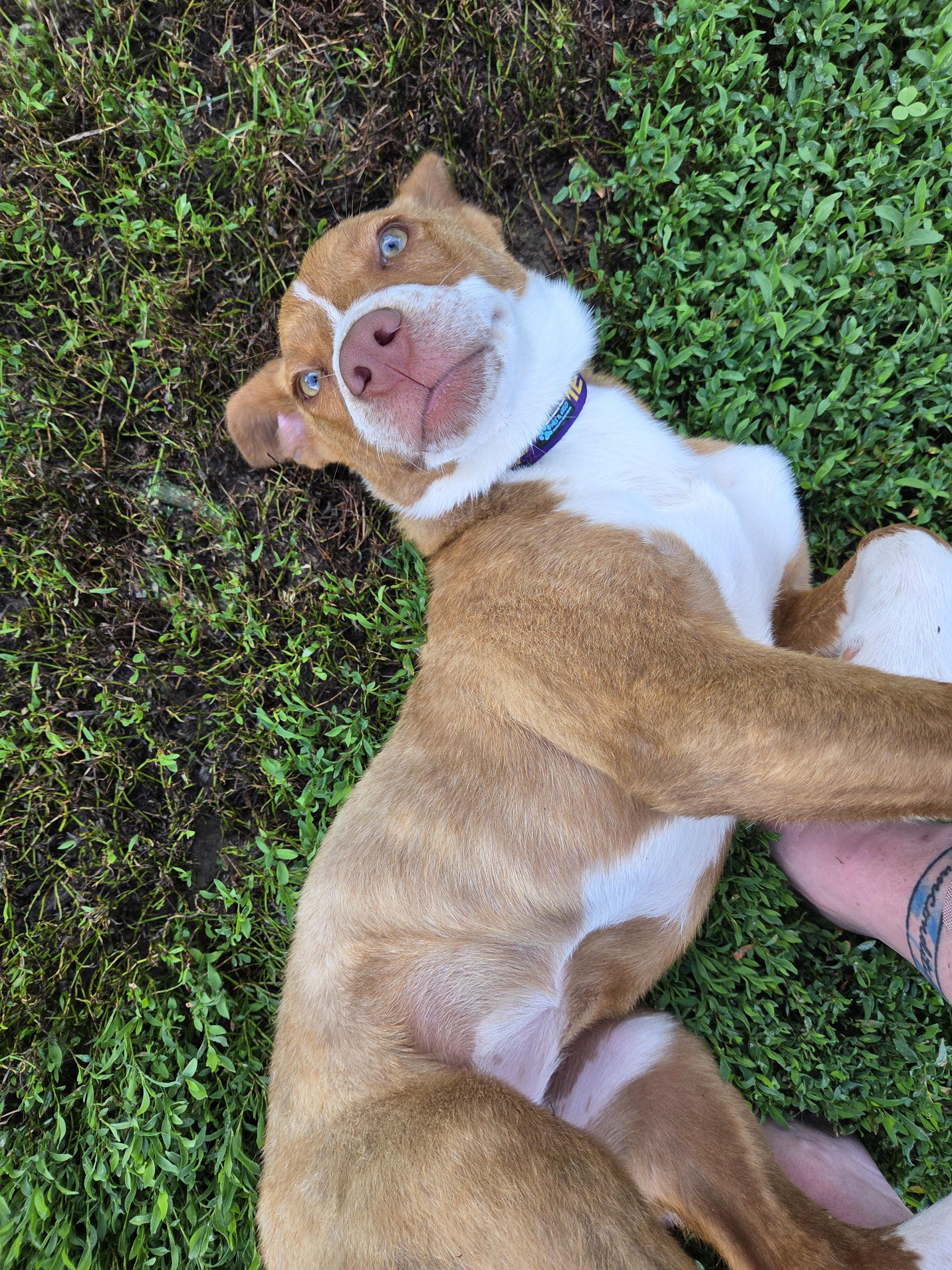 Pippa, Baby Female Australian Shepherd