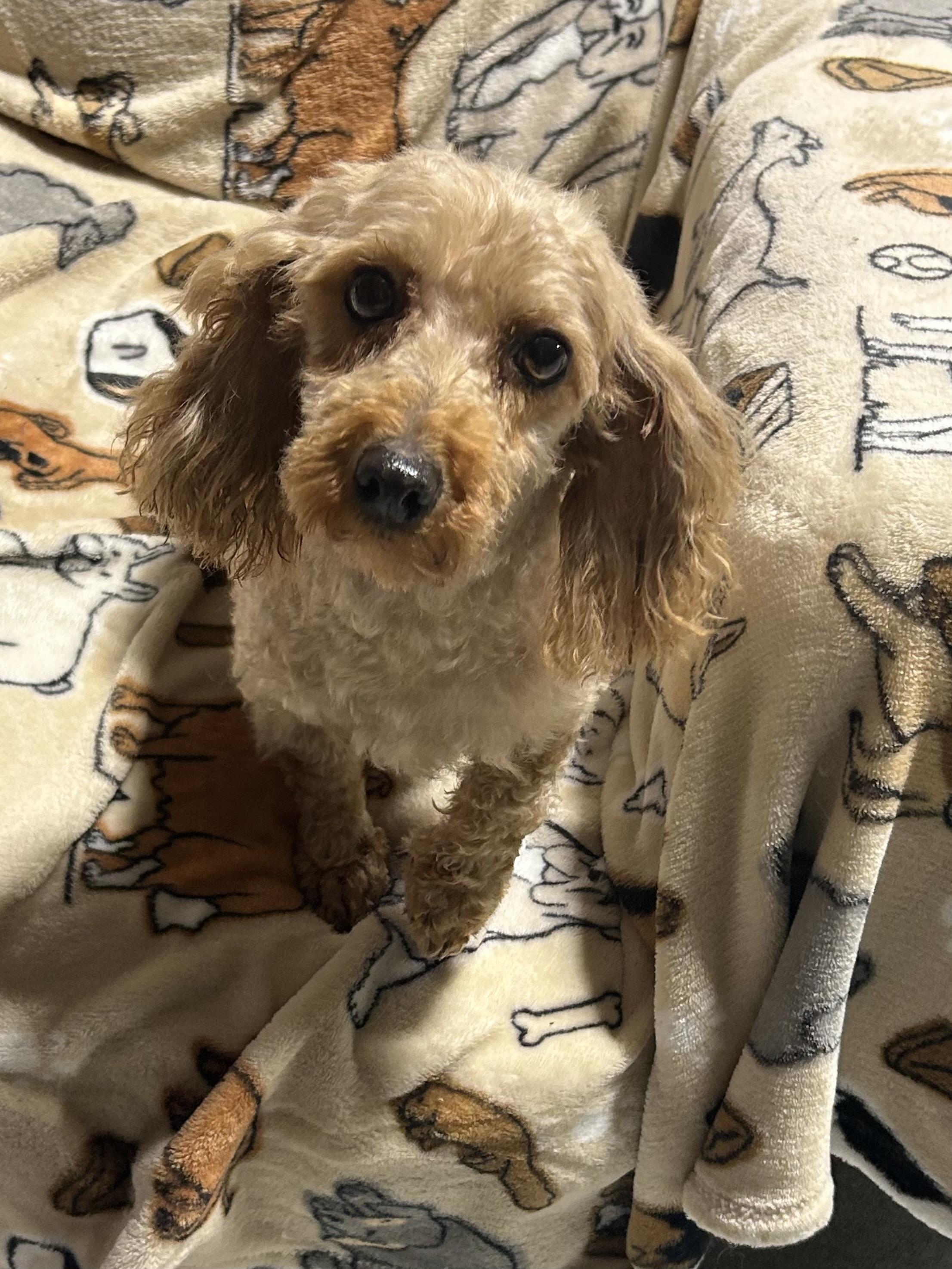Bailey 8,8 lbs, Adoptable, Adult Female Poodle (Toy) & Miniature Poodle.