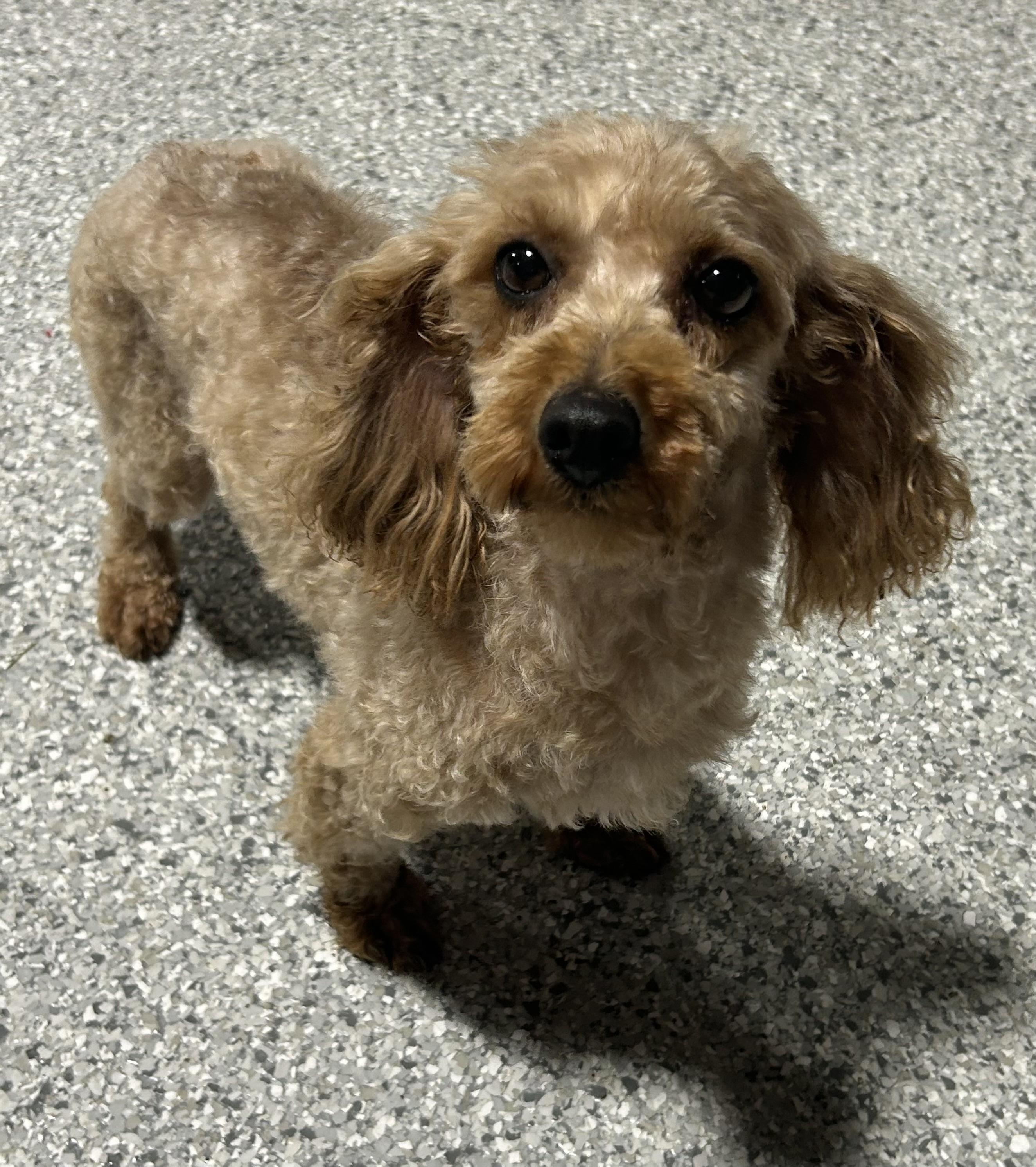 Enlarge Bailey 8,8 lbs, a Adoptable mixed breed in Antwerp, OH image 2/5